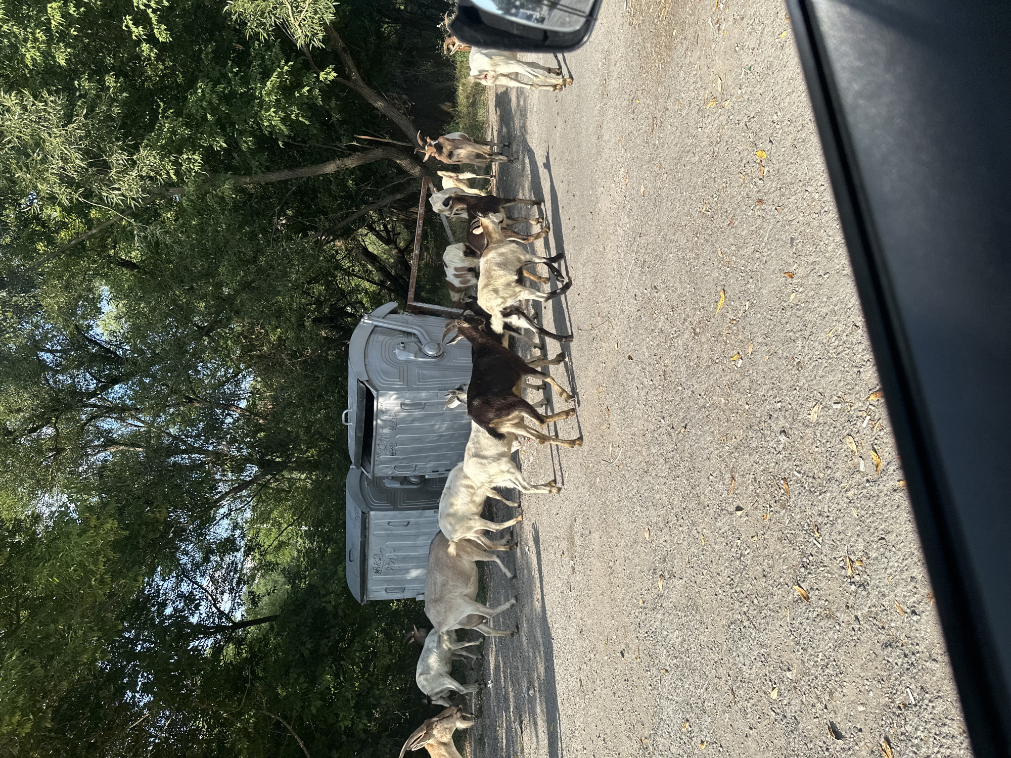 A herd of goats are gathered around two large, industrial-style trash bins. The bins are silver and appear to be made of metal. They are positioned in a gravelly, outdoor area with trees and foliage in the background. Several goats are in the foreground, some facing away from the viewer, others looking towards the camera. Some goats are white, others are brown or a mix of brown and white. Their horns are visible. The environment suggests a rural or semi-rural setting, possibly on the outskirts of Makiv, Ukraine. The lighting indicates it is daytime.