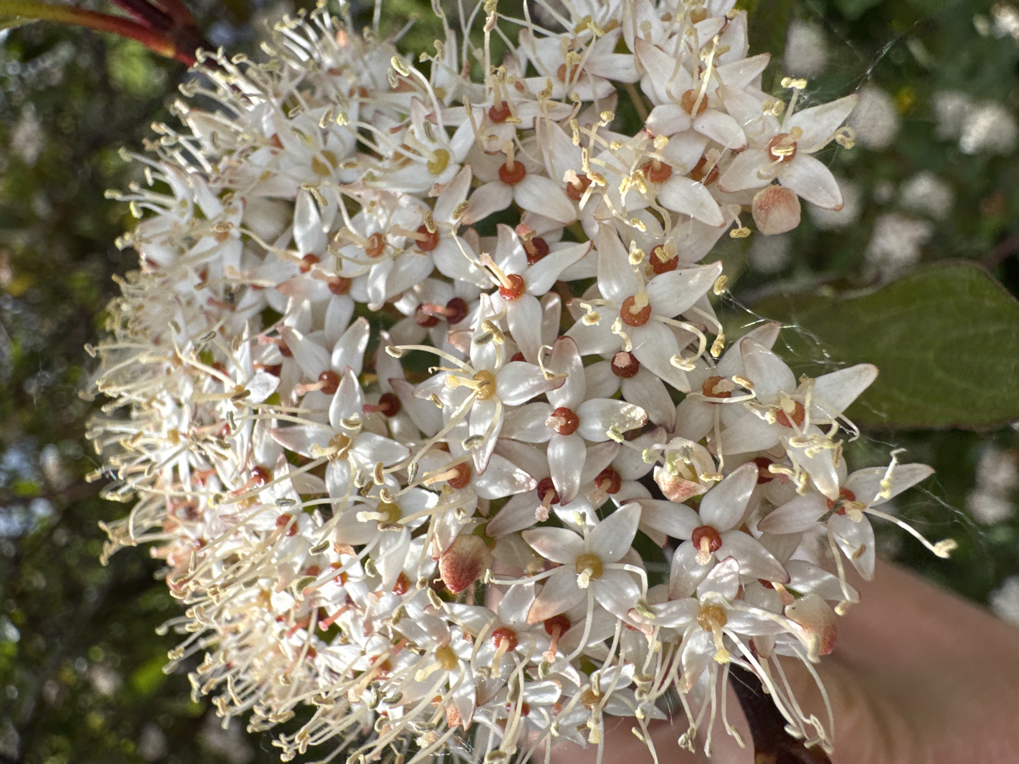 The image shows a cluster of white flowers with elongated stamens and a reddish center. The flower cluster appears spherical, densely packed with individual blossoms. There is a blurry background with green foliage and hints of other colors. The location, St. Petersburg, Russia, is not evident from the image content itself.