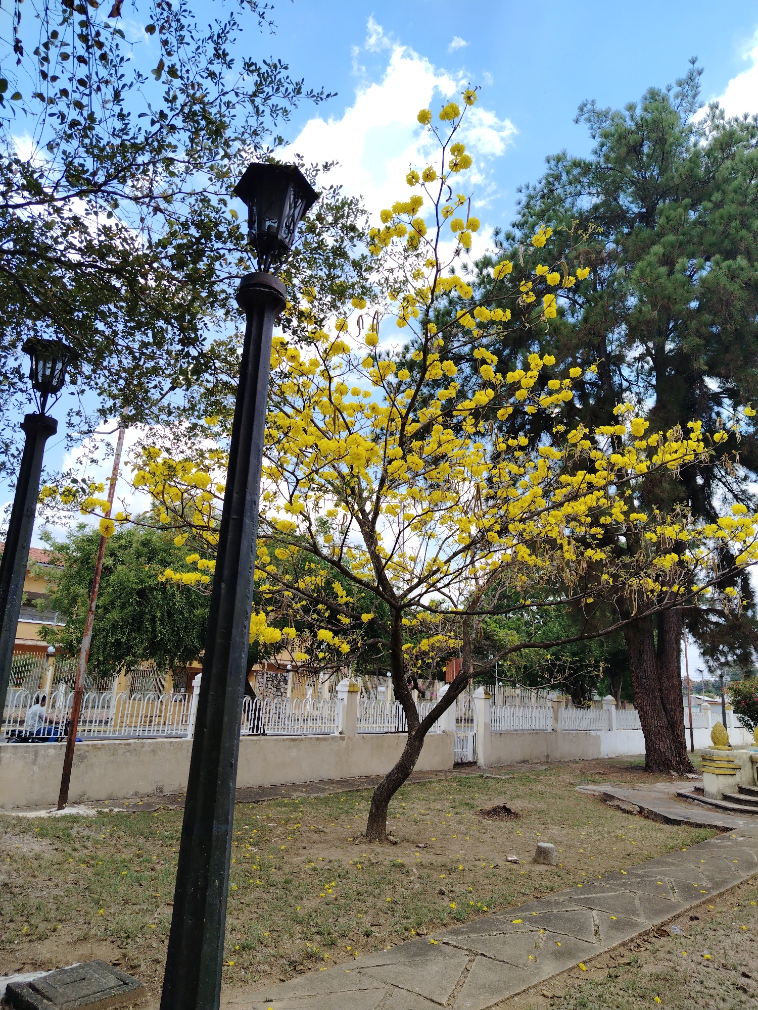 The image depicts a public park in Tinaquillo, Venezuela. A mature Handroanthus chrysanthus tree, laden with yellow blossoms, is the focal point. To the left, a cast-iron lamppost stands tall. The park's border is defined by a low white fence and a building is partially visible behind it. A large pine tree provides shade on the right side. The ground is covered with grass and scattered yellow flowers. A paved walkway crosses the foreground. The sky above features a mix of blue and white clouds.