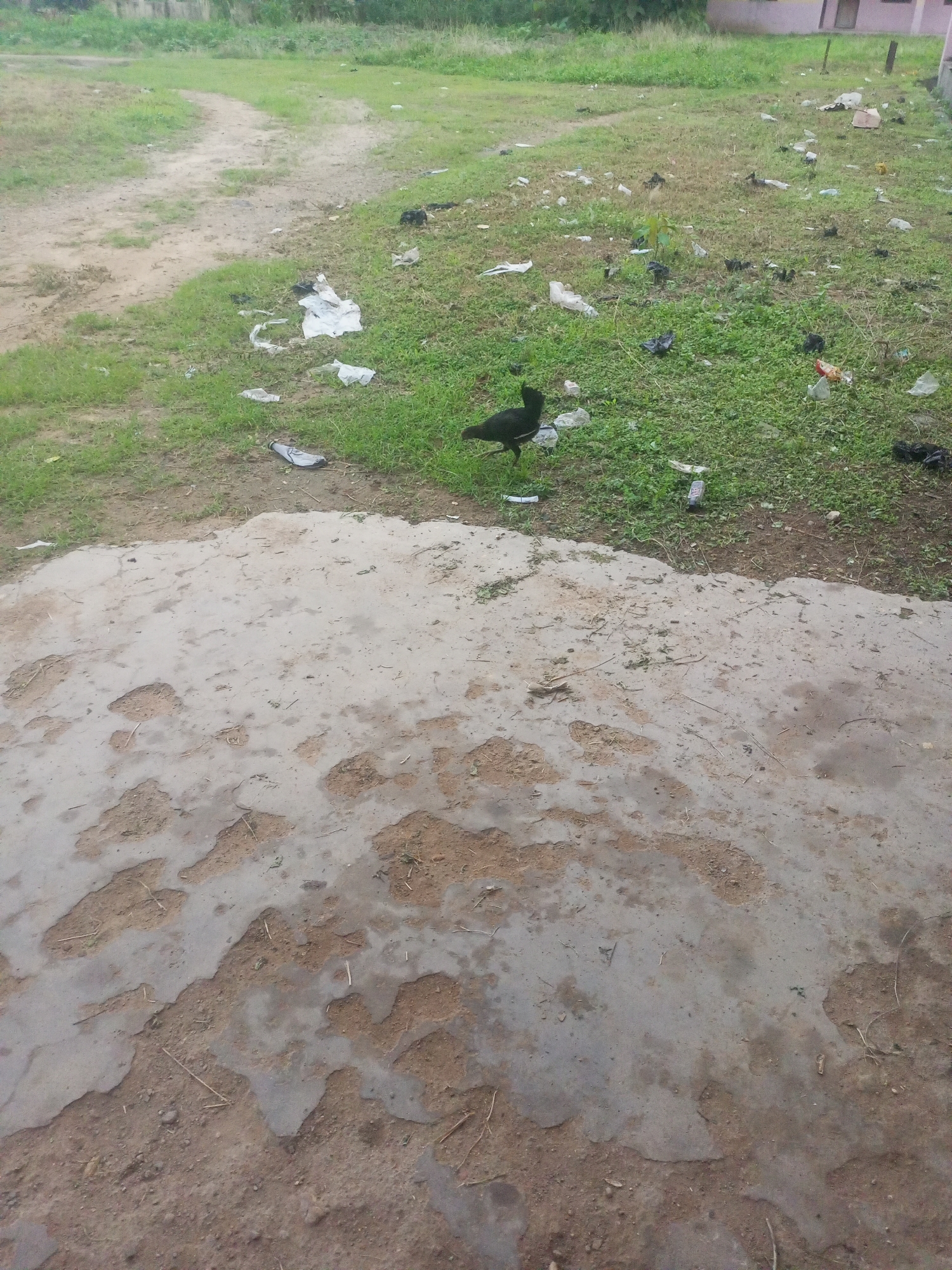 An outdoor, low-angle shot shows a bird walking on a patch of grass littered with trash. The bird is black and facing left with its head slightly down. The ground is a mix of patchy concrete and dirt, with a dirt path visible in the background. The area appears to be a neglected field, with scattered plastic bags, bottles, and other debris on the grass. In the distance, there is a building with a pink facade. The scene is likely in Serti, Nigeria, given the context.
