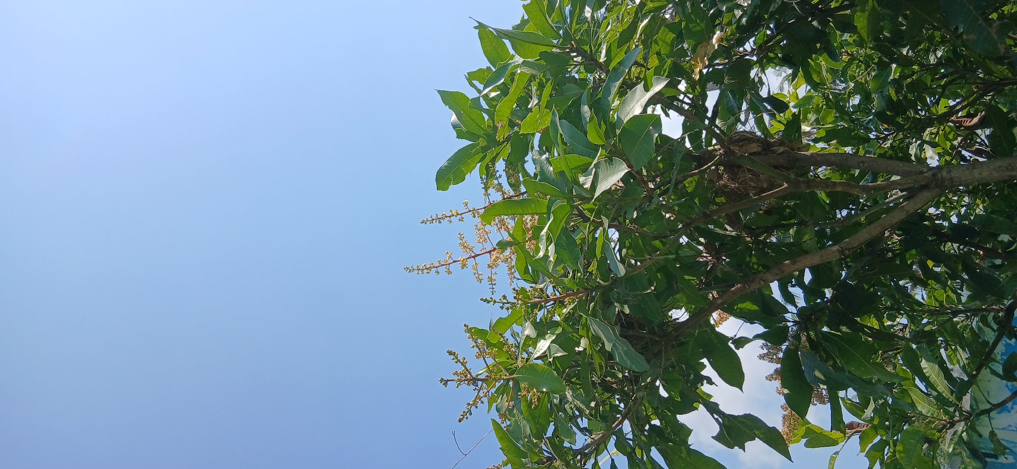 A low-angle shot captures a lush mango tree in bloom against a clear blue sky. The tree's branches are laden with vibrant green leaves and delicate, light-colored blossoms, suggesting the early stages of fruit development. A bird's nest is visible nestled within the branches, adding a touch of natural detail to the scene. The image appears to be taken on a bright, sunny day, likely in Pejaten, Indonesia, a location known for its tropical climate and abundant vegetation. The overall impression is one of natural beauty and a peaceful, outdoor environment.