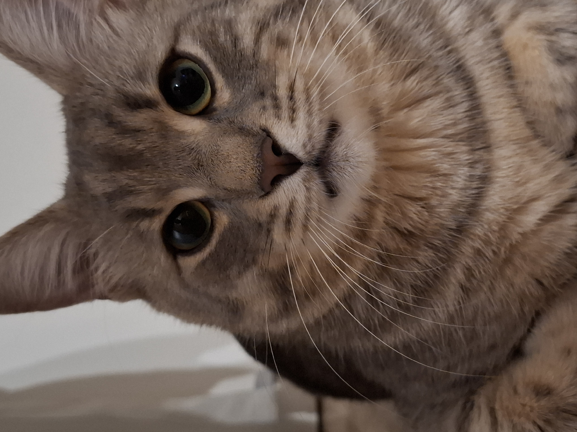 The image is a close-up, head-on shot of a tabby cat. The cat has green eyes with dark pupils and a pink nose. Its fur is a mix of gray, brown, and tan with distinct tabby markings. Long white whiskers fan out from its muzzle. The background is out of focus, with a light-colored vertical surface on the left and a darker, textured surface below. No specific location in Zemun Urban Municipality, Serbia, can be identified from the image.