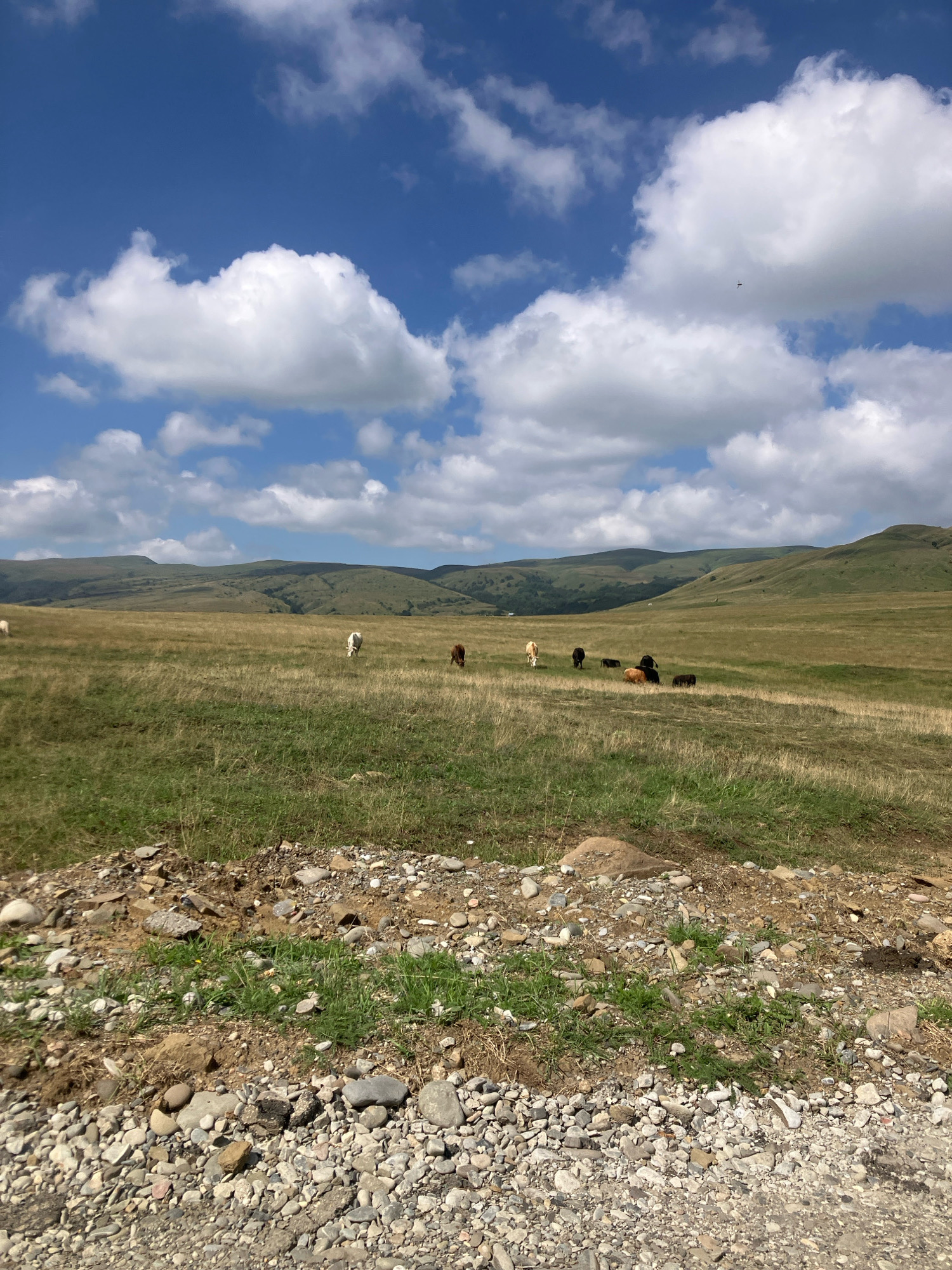 A wide-angle, eye-level shot captures a pastoral scene in Didi Toneti, Georgia, featuring a herd of cattle grazing in a vast, grassy field under a bright blue sky dotted with fluffy white clouds. The foreground is a rough, gravelly path with scattered rocks and sparse green vegetation. The middle ground is dominated by rolling green hills, covered in dry, golden-brown grass, with several cows visible. A group of darker-colored cows are clustered together on the right side of the field, while a lighter-colored cow stands to the left. In the distance, more undulating hills fade into the horizon, their slopes a mix of green and brown. The sky is a vibrant blue, with large, billowy clouds casting shadows on the landscape. The overall impression is one of expansive natural beauty and rural tranquility.