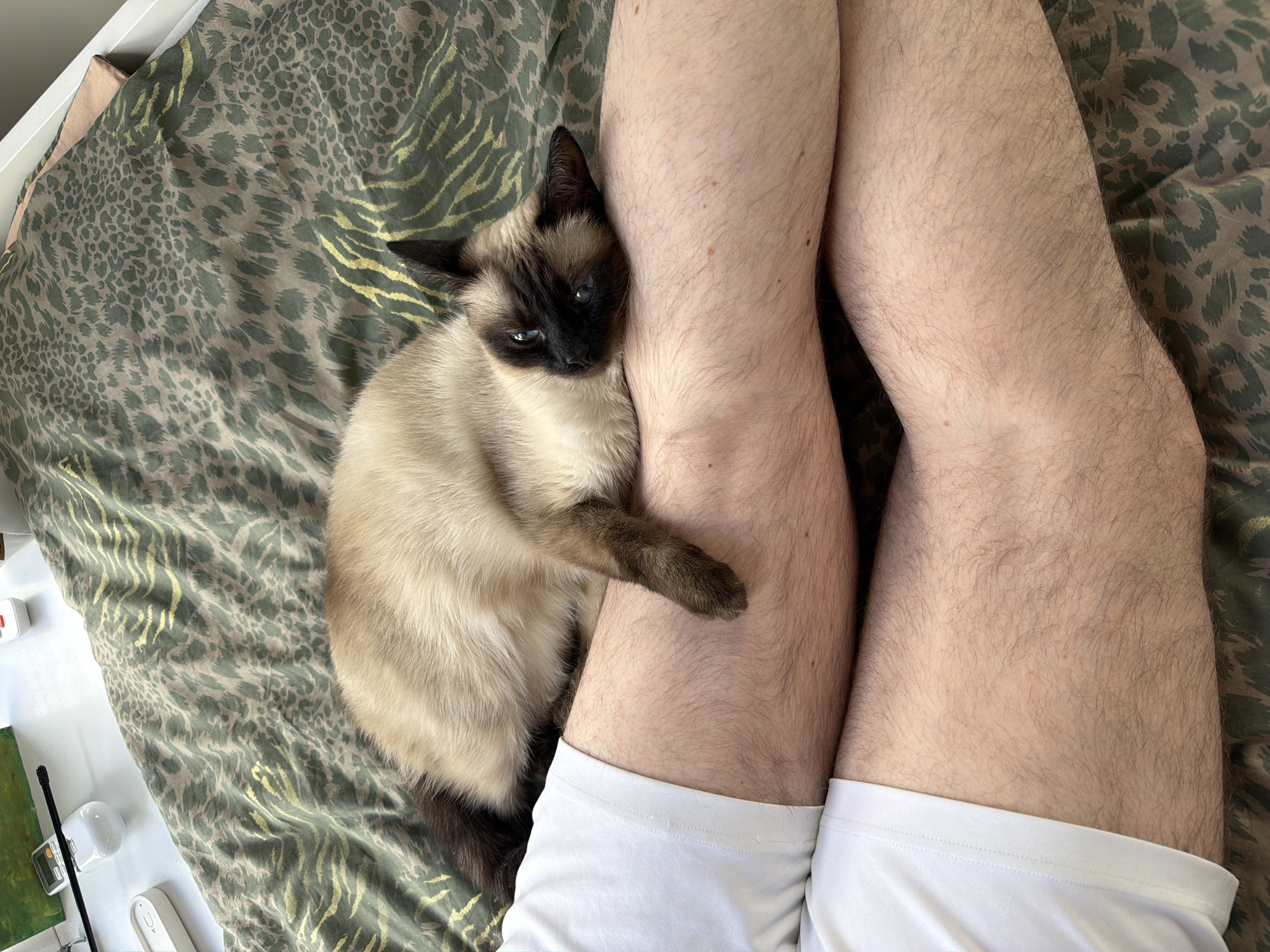 A Siamese cat lies next to a person's legs on a bed with an animal print comforter. The cat is tan with dark brown points on its face, ears, paws, and tail. It has blue eyes and its right paw is resting on the person's left leg. The person's legs are fair-skinned and hairy, and they are wearing white shorts. In the background, there is a white nightstand with various items on it. The location appears to be indoors, possibly a bedroom.