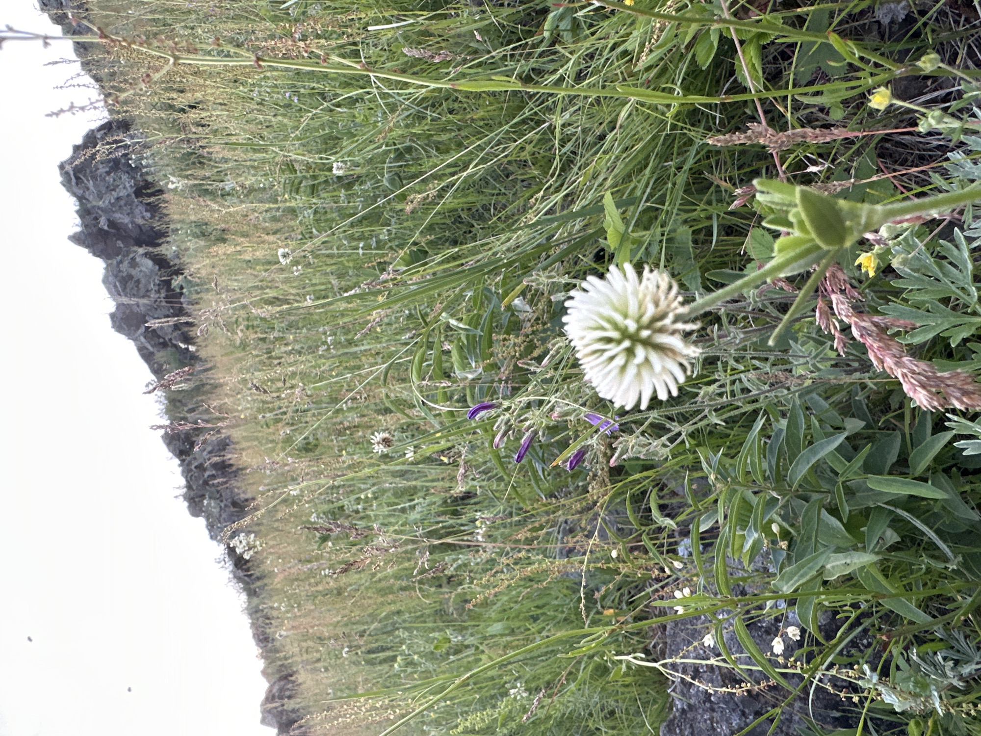 The image is a vertical, medium-shot photograph of a field of tall grass and wildflowers. The focus is on a single, large, white, spherical flower in the foreground, with many smaller plants and grasses surrounding it. The field appears to be on a slope, with a rocky outcrop visible on the left side of the frame. The background is a bright, overcast sky. The lighting suggests it is daytime, possibly morning or late afternoon, with diffused sunlight. The overall mood is natural and serene, with a focus on the details of the flora. No people, objects, or text are visible in the image.