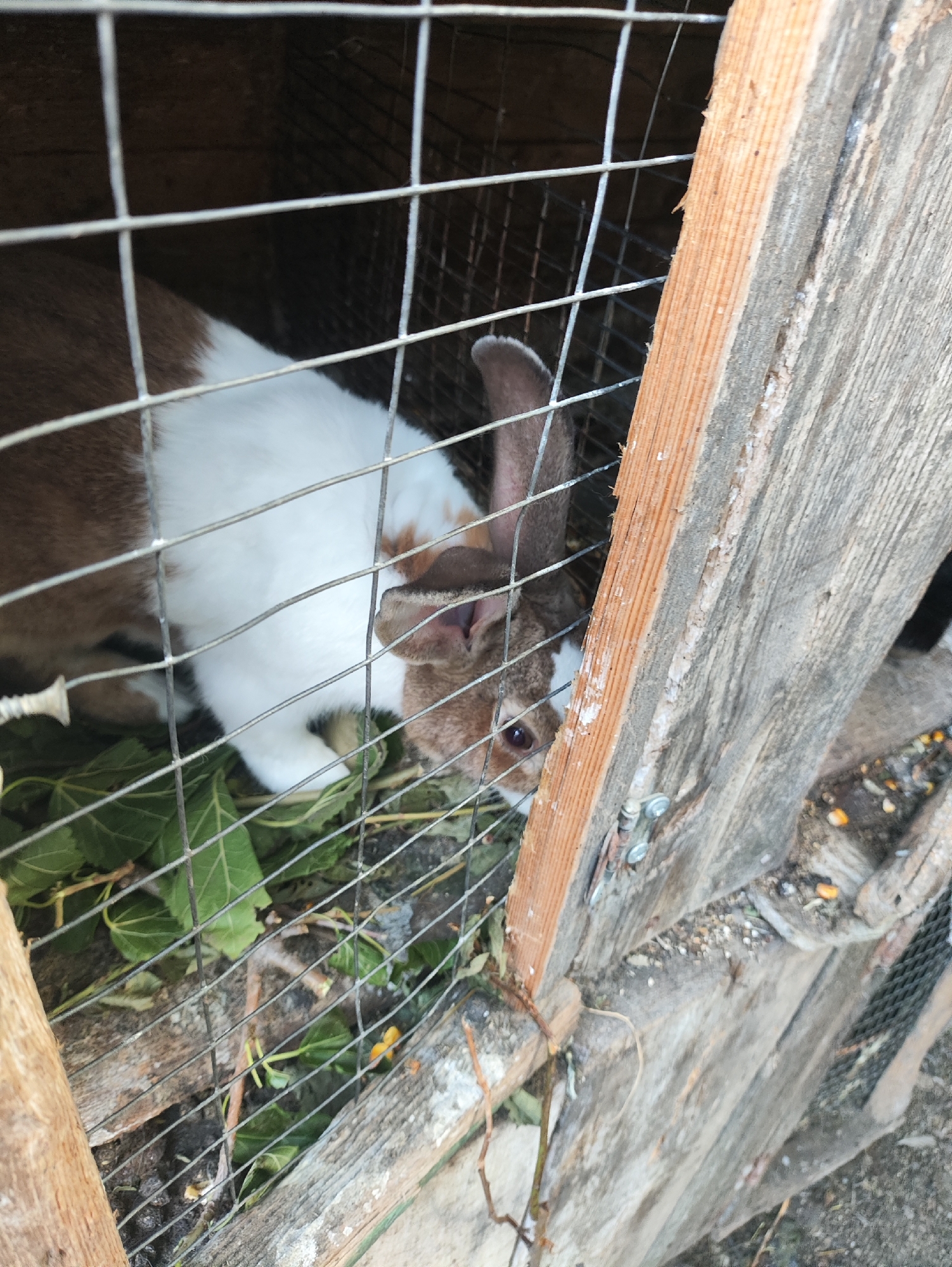 An outdoor rabbit hutch in Risipeni, Moldova, contains a rabbit with brown and white fur. The rabbit is partially visible behind wire mesh. It has one ear up and the other down, and its mouth is open, revealing its tongue. Green leaves are scattered on the ground inside the hutch. The hutch is constructed from rough wooden planks and wire mesh.