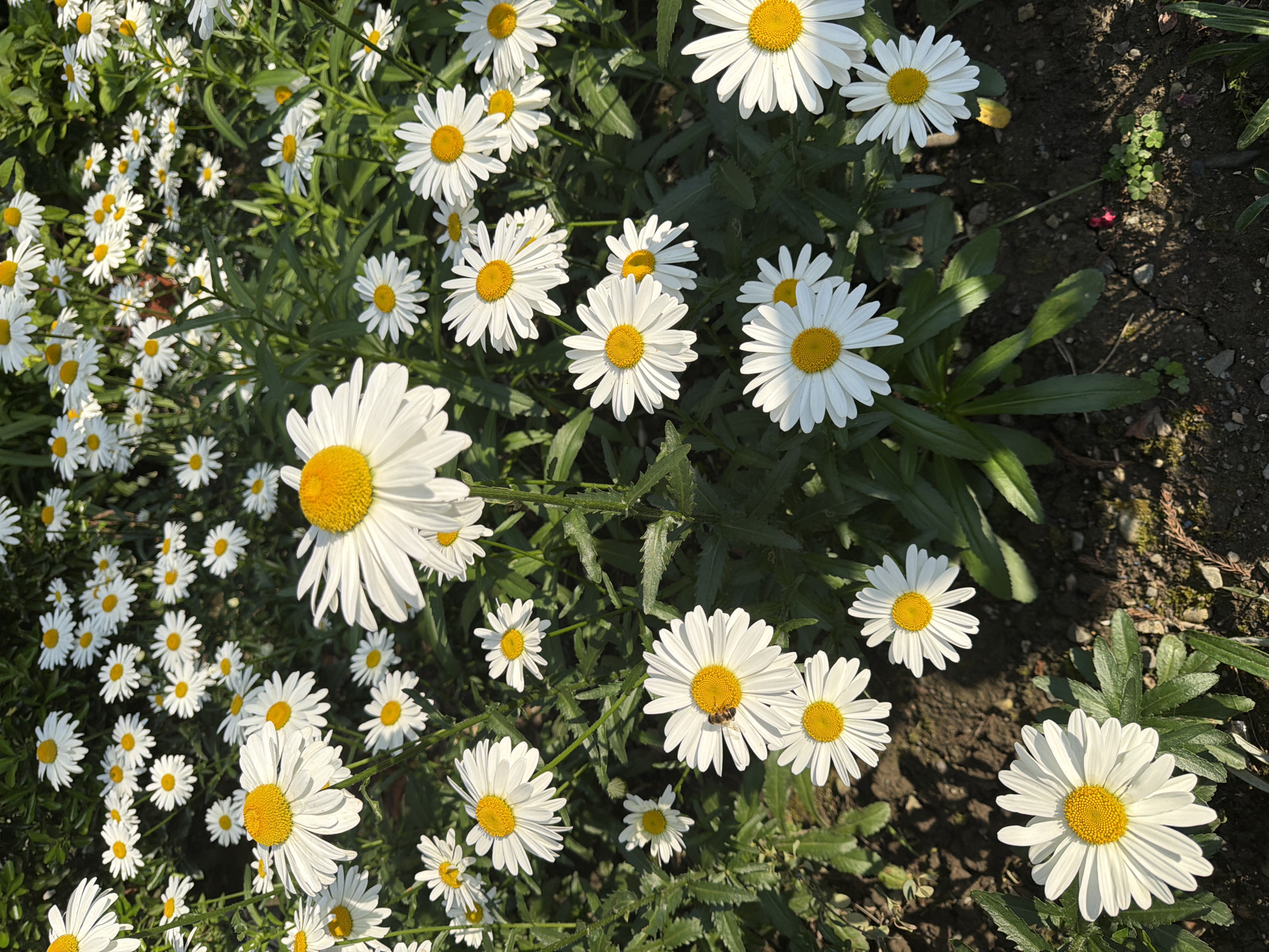 The image shows a close-up view of a field of white daisies with yellow centers, bathed in bright sunlight. The flowers are in various stages of bloom, with some fully open and others still budding. Green leaves and stems are visible among the flowers, creating a lush and natural setting. The ground beneath the flowers appears to be dark soil, with some patches of moss and dried plant matter. In the lower left portion of the image, a bee is visible on the center of a daisy, suggesting pollination is occurring. The overall scene evokes a sense of nature and a peaceful, outdoor environment. The provided location, Sochi, Russia, suggests this scene is likely a garden or park within the city.