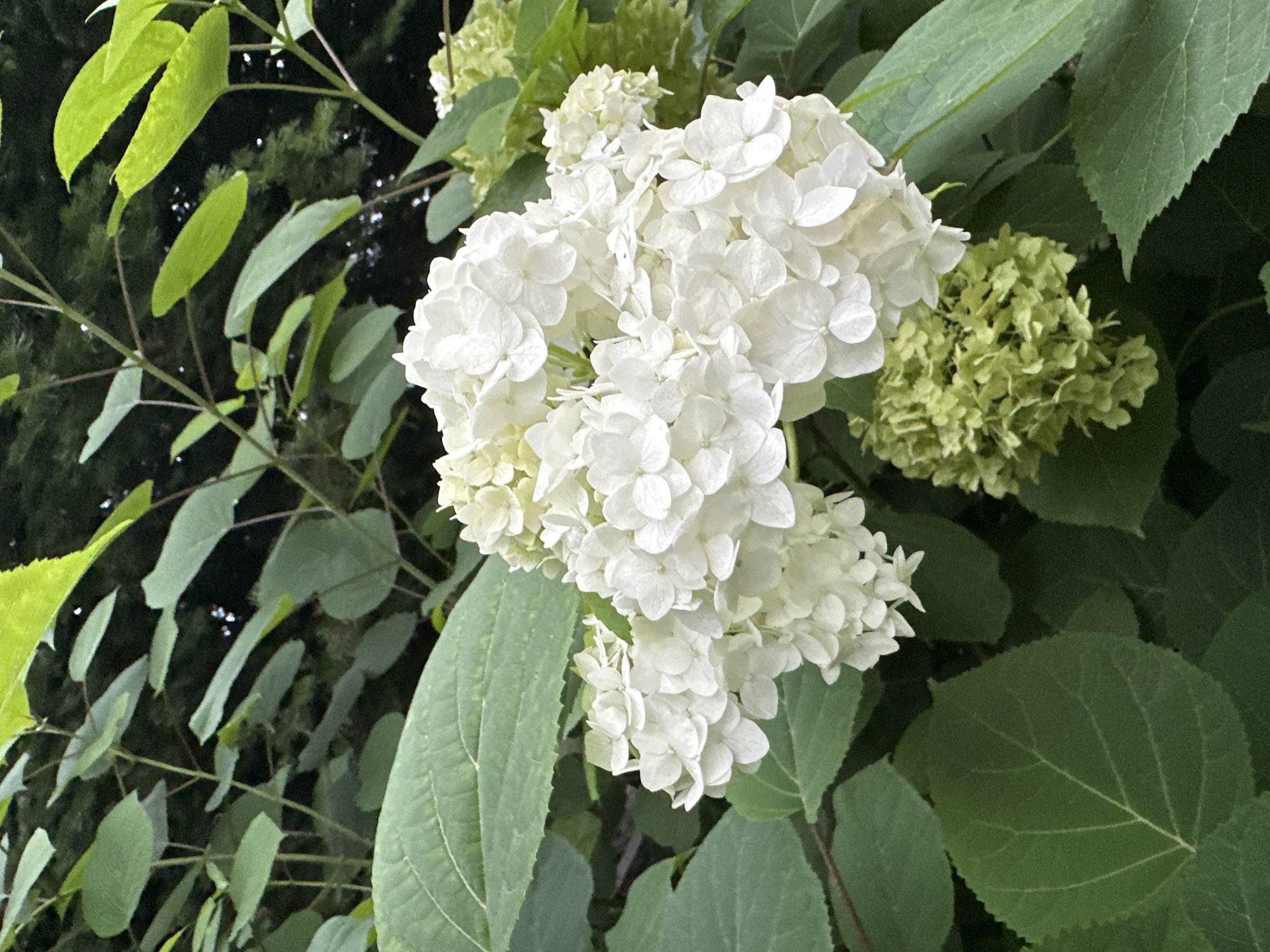 This image shows a close-up of a white hydrangea flower cluster with several smaller, green buds below it. The flowers and buds are surrounded by large, green hydrangea leaves. The background is out of focus, showing more green foliage and dark shadows, suggesting an outdoor setting. There are no people, buildings, or specific landmarks visible that would indicate a location in the city of Bolshoy Kamen, Russia. The image appears to be taken in a garden or natural environment.