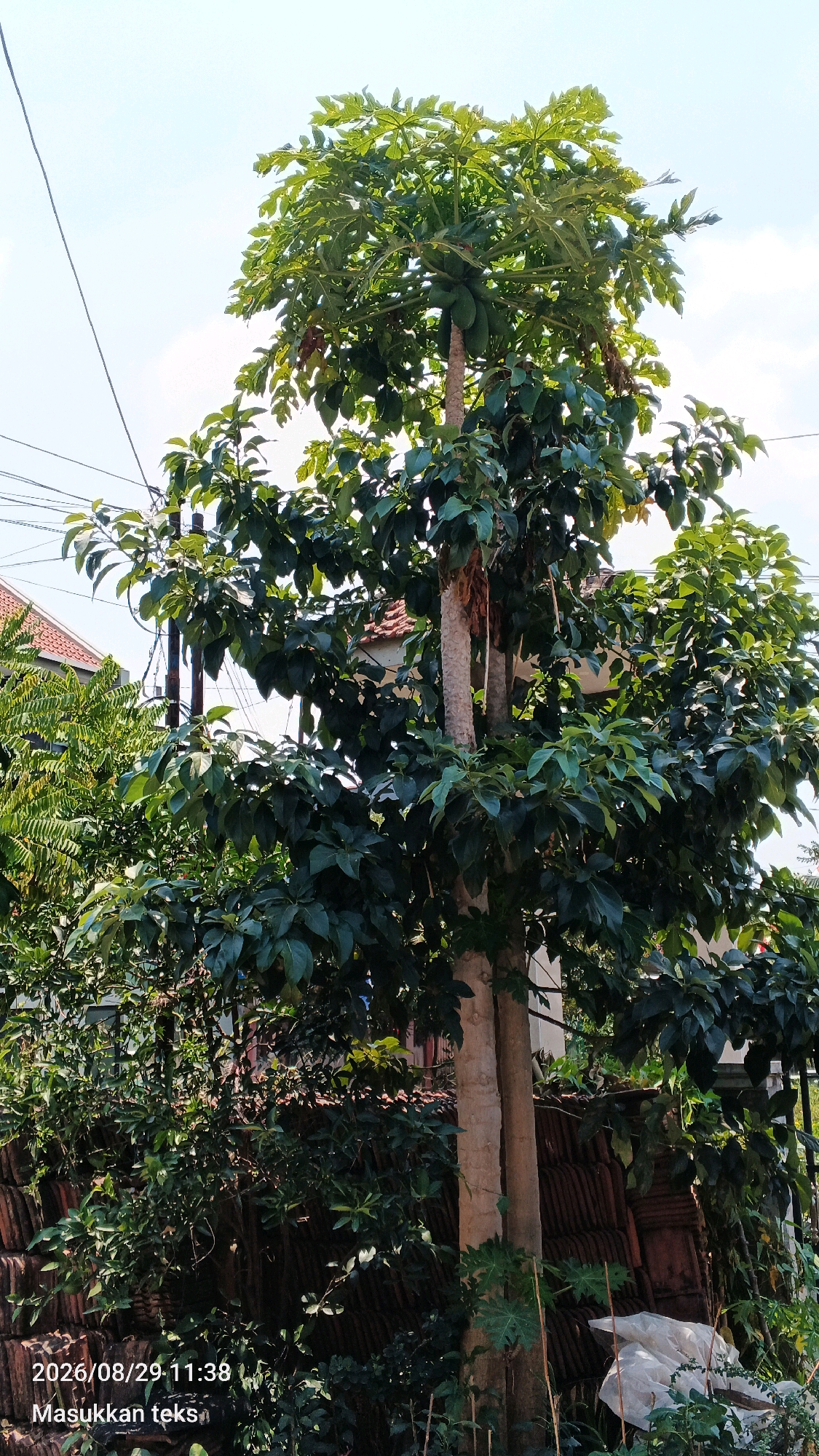 A tall papaya tree with green leaves and fruit stands in the foreground of a scene in Sumberporong, Indonesia. The tree has two main trunks, one thicker than the other, and is surrounded by other lush green foliage. In the background, a tiled roof of a building is visible, along with power lines crossing the sky. The overall environment suggests a residential or semi-rural area. The date and time stamp "2026/08/29 11:38" is overlaid on the lower left corner of the image, along with the text "Masukkan teks".