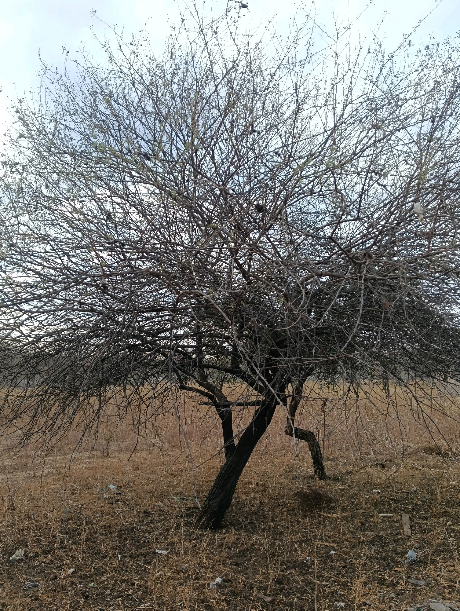 The image depicts a sparse, dry landscape dominated by a single, bare-branched tree in the center. The ground is covered in dry grass, scattered leaves, and visible litter, including plastic bottles and other debris. The tree has a thick, dark trunk that splits into multiple, intricate branches, forming a dense canopy devoid of leaves. The sky above is overcast with soft, diffused light. The scene appears to be an outdoor, possibly rural, environment. While the exact location within Mutitu/Kaliku Ward, Kenya is not specified by any visual cues, the overall appearance suggests an arid or semi-arid region. There are no people or animals visible in the frame, and no actions or interactions are depicted. The description is forensic in its focus on observable elements and their arrangement within the environment.