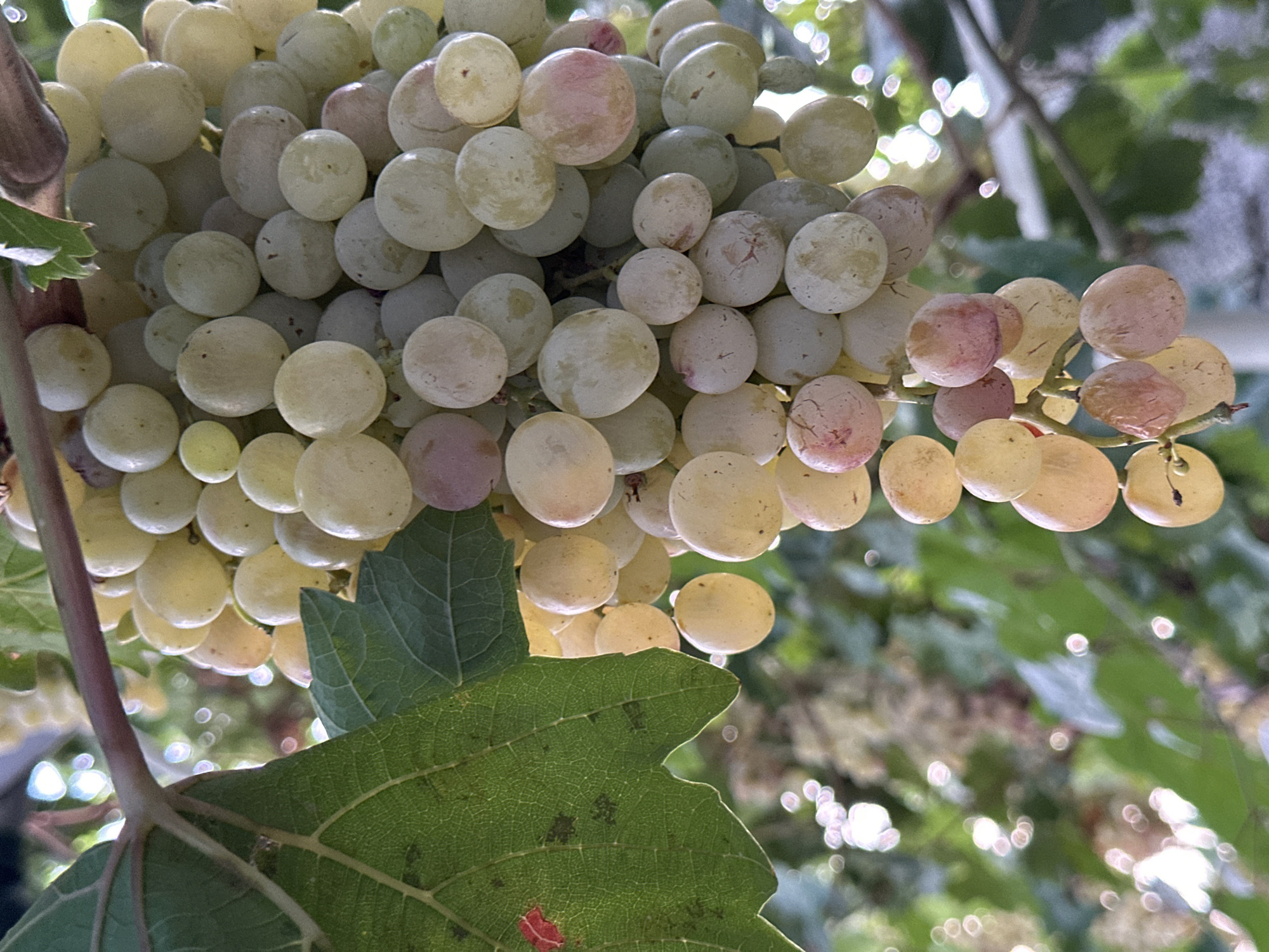 A close-up, eye-level, natural light shot shows a bunch of ripe white grapes hanging from a vine in Sasbaga, Uzbekistan. The grapes are round and plump, with a translucent skin that ranges in color from pale yellow to a light pinkish blush. Some grapes show signs of ripeness with slight imperfections, while others appear smooth and unblemished. A large, green grape leaf with visible veins is prominent in the foreground on the left side of the image. The background is softly blurred, revealing more green foliage and the bright, diffused sunlight filtering through the leaves, creating bokeh effects. The scene is tranquil and suggests a natural, outdoor setting, likely a vineyard or garden.