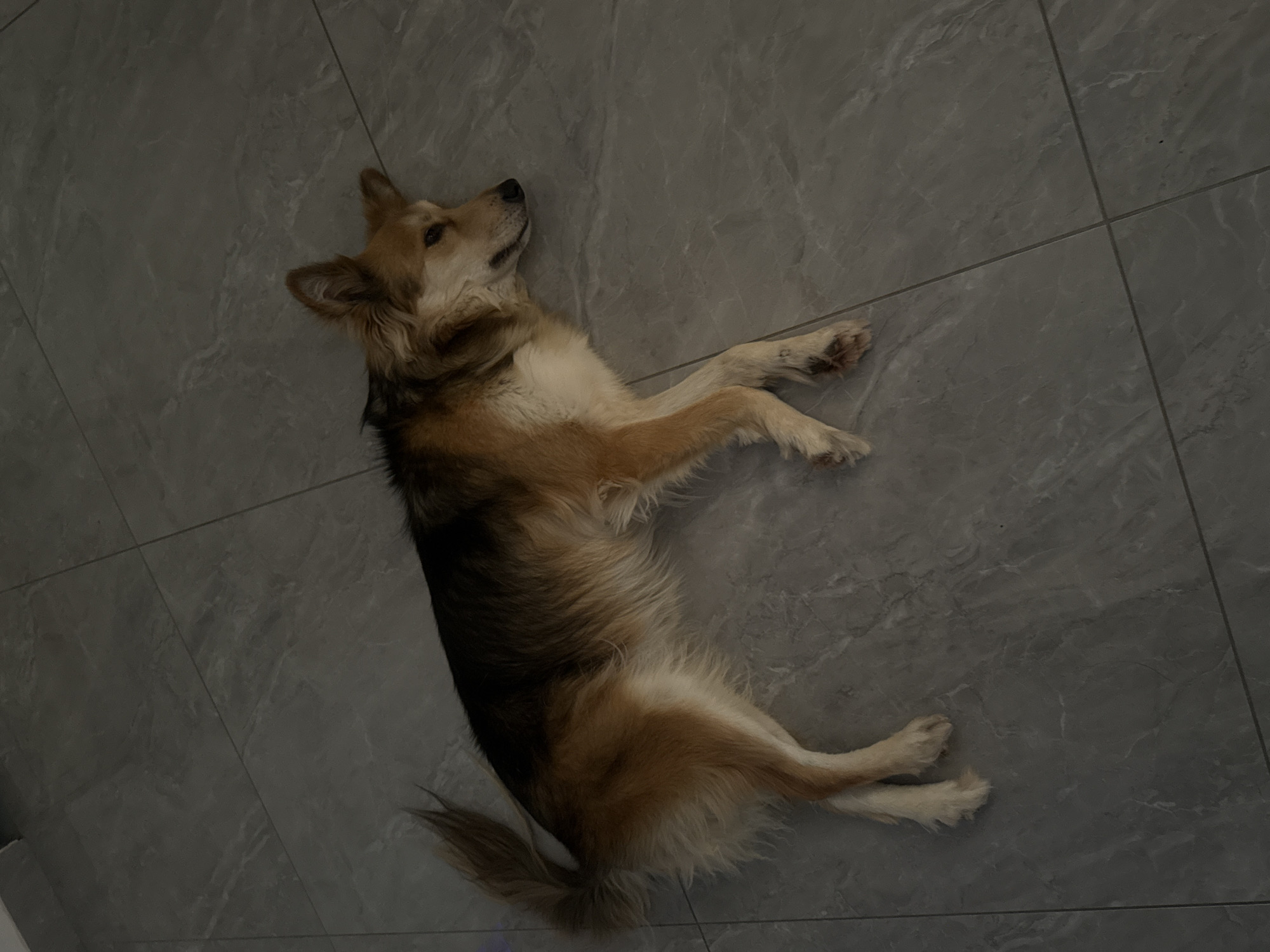 A medium-sized dog with tan and black fur is lying on its side on a tiled floor. The dog is facing to the right with its eyes partially closed and its head resting on the floor. Its paws are extended. The floor is composed of large, gray, marble-patterned tiles. The scene appears to be indoors, possibly in a home in Kiryat Gat, Israel.