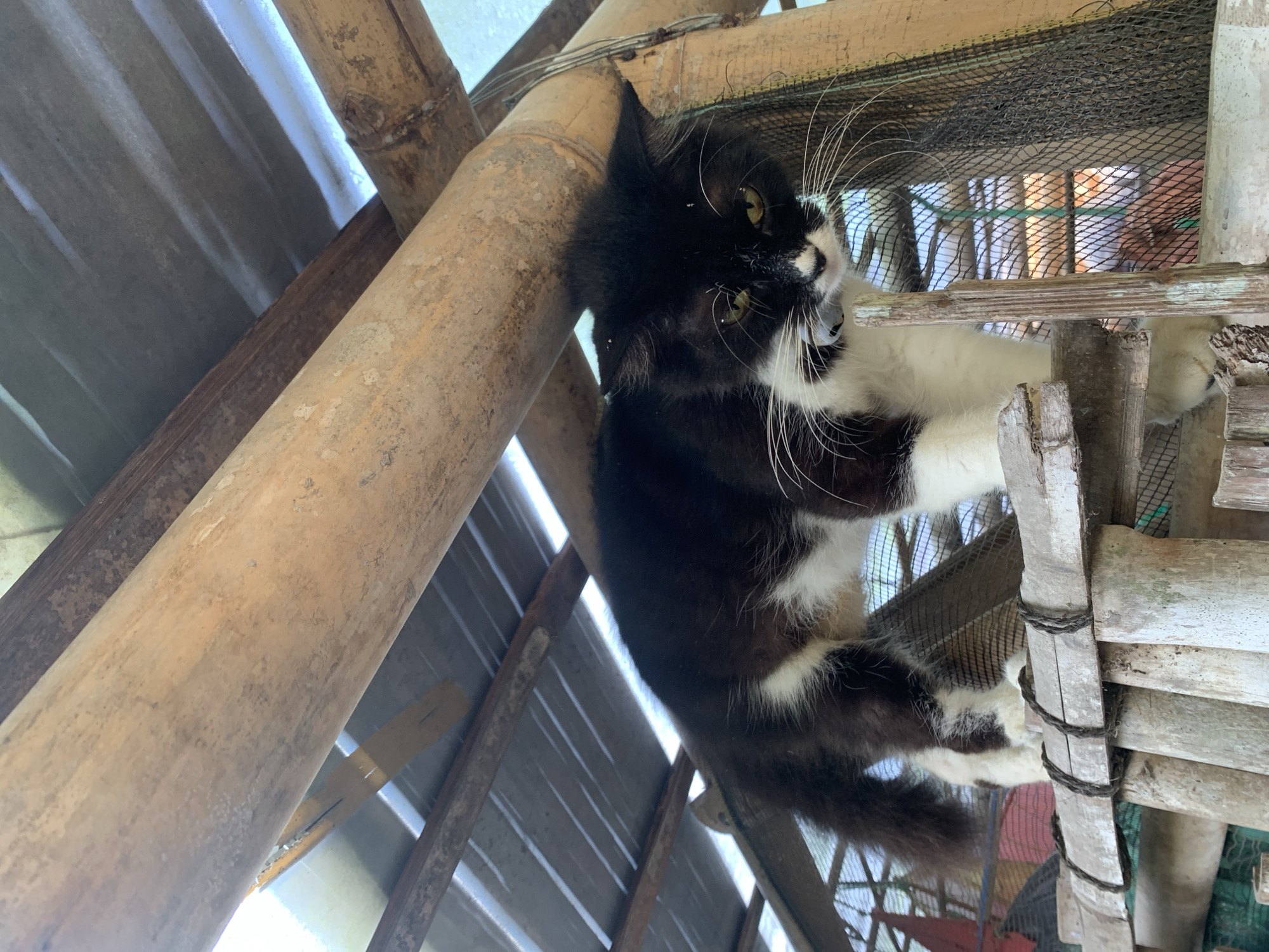 A medium shot captures a black and white long-haired cat standing on a wooden platform under a roof made of corrugated metal and supported by bamboo poles. The cat is positioned centrally, facing towards the right of the frame with its body angled slightly away from the viewer. Its fur is predominantly black with white markings on its chest, paws, and face. The cat's eyes are a yellowish-green, and its long white whiskers are prominent. The environment appears to be an outdoor enclosure, possibly a shelter or a homemade structure, with a mesh netting visible behind the cat. The bamboo poles are weathered and natural, and the wooden platform is constructed from rough-hewn planks. The lighting suggests it is daytime, with natural light filtering through the roof. The scene is located in Karangkemiri, Indonesia.