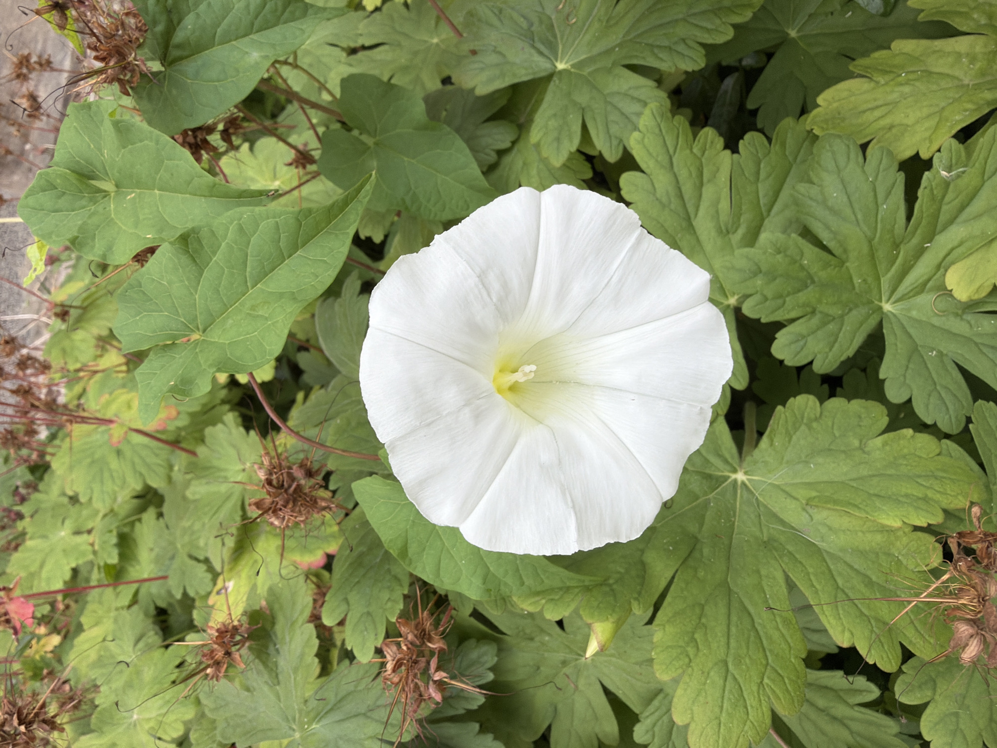 The image captures a close-up, high-angle view of a white bindweed flower in bloom, centrally positioned. The flower displays delicate, ruffled petals and a yellow center. It is surrounded by lush green foliage and some dried seed pods with thin tendrils. The background is a blur of more greenery and some reddish-brown plant matter. There are no people or identifiable urban elements, suggesting the photograph was taken in a garden or natural setting within Sofia, Bulgaria. The lighting is natural and appears to be overcast or diffused.