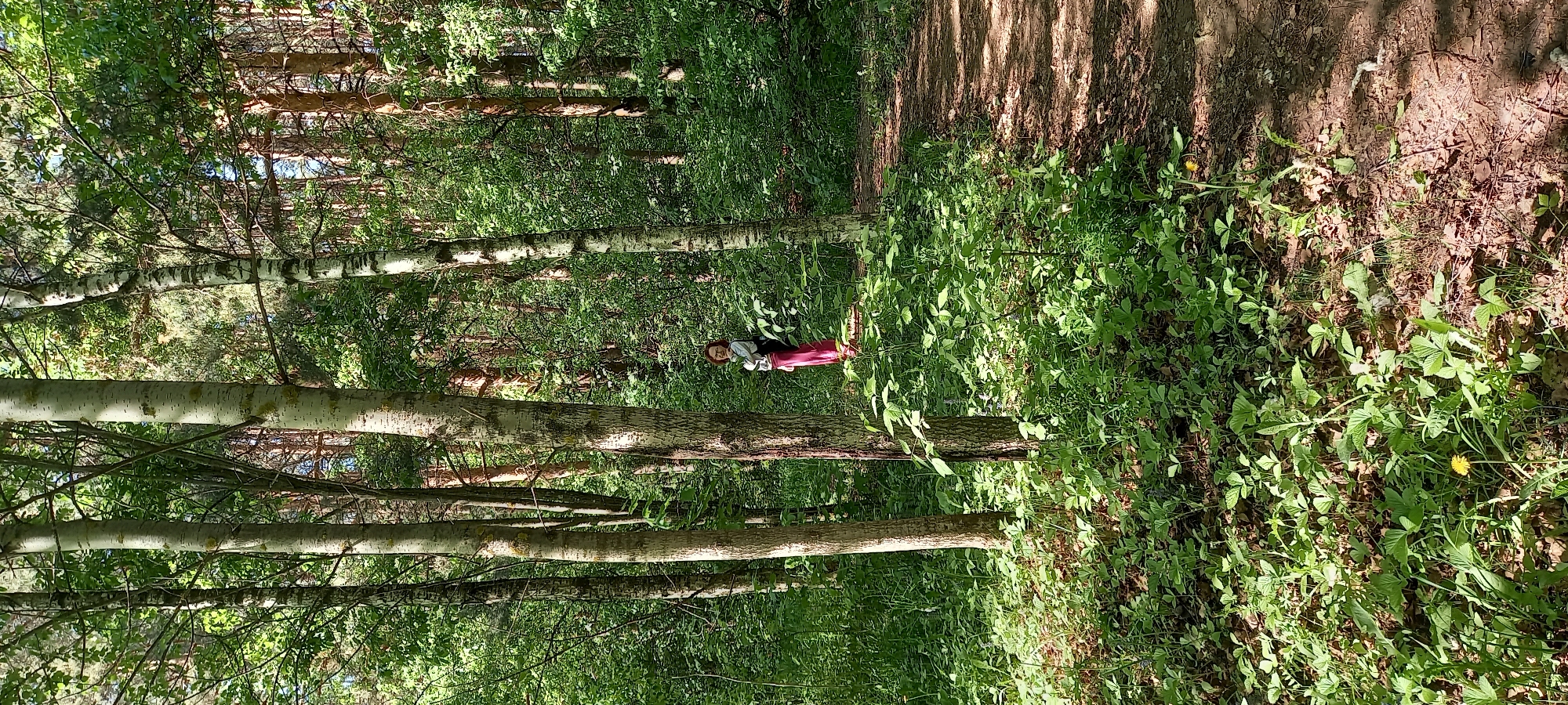 A medium, landscape shot shows a person on a forest trail. The person is in the middle of the frame, slightly left of center, and is wearing a grey shirt with pink pants. The trail is lined with trees, including birch trees. The ground is covered in green plants. The location is Izhevsk, Russia.