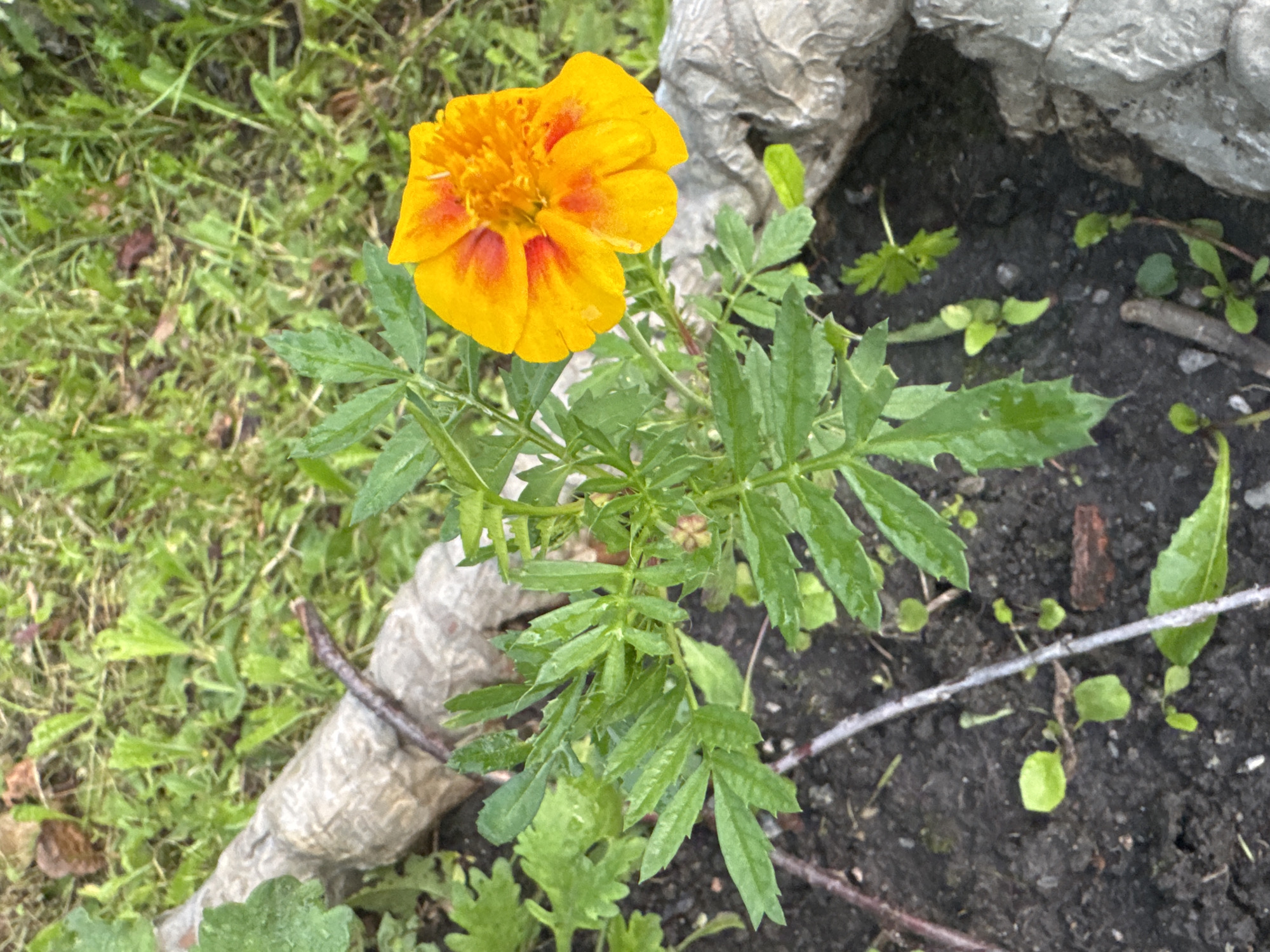 A marigold flower blooms in the foreground, its petals a vibrant mix of orange and red. The flower is part of a small plant with serrated green leaves. The plant grows from dark soil, which is interspersed with small green seedlings and fallen twigs. In the background, lush green grass is visible, with patches of dry leaves and a rough, gray, log-like object partially covered in what appears to be white paper or fabric. The overall scene suggests an outdoor setting, likely a garden or park in Chelyabinsk, Russia, possibly after a recent rainfall given the dew on the leaves. There are no people or animals visible in the image.