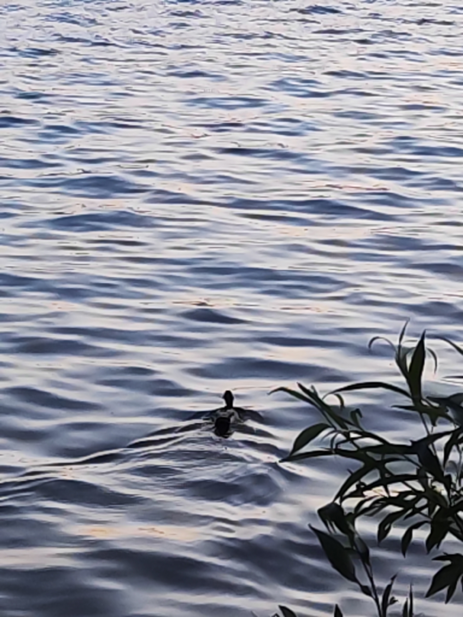 This image depicts a serene natural scene on a body of water in Chaikovsky, Russia. The primary subject is a small, dark bird, likely a duck or similar waterfowl, positioned towards the lower center of the frame and swimming away from the viewer. A distinct V-shaped wake trails behind the bird on the water's surface.
The majority of the image is filled by the water, which features numerous gentle ripples and small waves. The water's surface reflects soft light, showcasing varying shades of blue and grey, with subtle hints of lighter, warmer tones interspersed throughout. This lighting suggests either late afternoon, early evening, or dawn, contributing to a calm and tranquil atmosphere.
In the lower right corner, a cluster of green leafy branches extends into the frame, partially obscuring the water. These leaves appear slender and delicate, typical of waterside foliage like a willow, indicating the presence of a bank or shoreline nearby. The weather appears calm, with no strong winds disturbing the water. There is no visible text in the image.