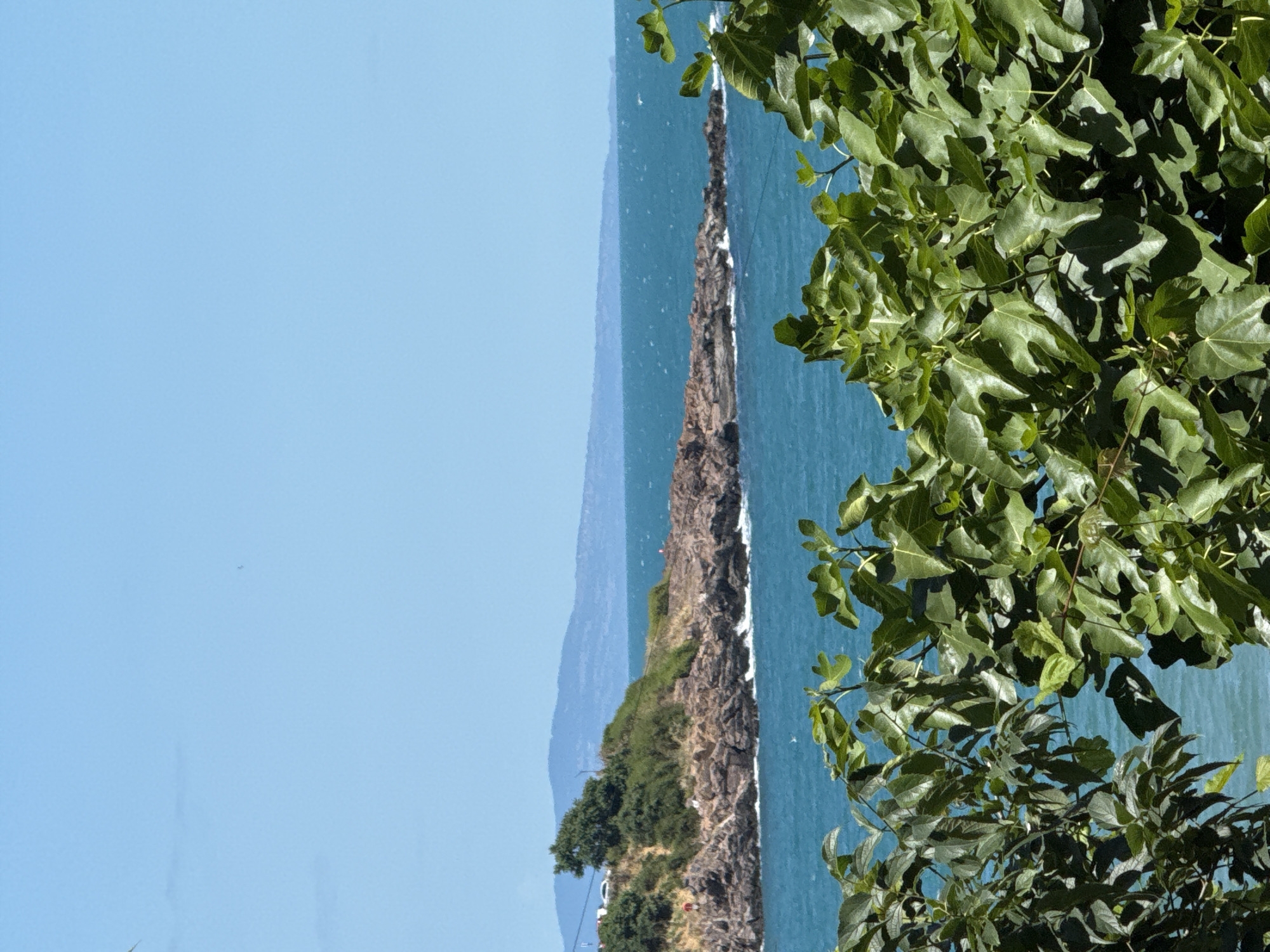 The image captures a scenic view of the Black Sea coast near Sozopol, Bulgaria. In the foreground, lush green foliage from trees or bushes partially obscures the view. Beyond the foliage, the turquoise waters of the Black Sea stretch towards the horizon. A rocky outcropping juts into the sea, dotted with vegetation. In the distance, a hazy mountain range forms the backdrop. The sky is a clear, pale blue, with no clouds visible. The scene appears to be captured on a sunny day, suggesting pleasant weather conditions. There are no prominent human figures or specific actions depicted, emphasizing the natural beauty of the coastal landscape. The overall impression is one of a serene and picturesque seaside environment.