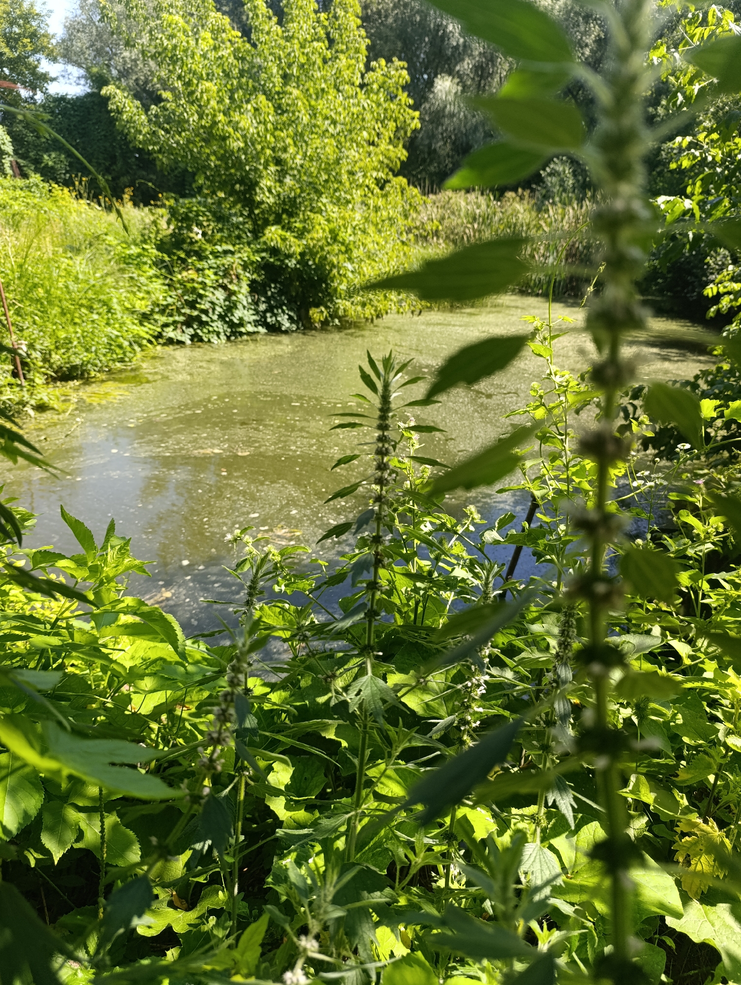 This is a medium-shot, eye-level, outdoor, daytime, natural light photograph taken in a body of water. The foreground is filled with lush green vegetation, some of which is in sharp focus and some of which is blurred, creating a sense of depth. The vegetation consists of tall plants with serrated leaves and smaller, broad leaves. A pond or calm river is visible in the mid-ground, covered with a layer of green algae or duckweed. The water reflects the surrounding greenery and the sky. In the background, there are more trees and dense foliage. The scene suggests a natural, overgrown environment, possibly a park or a wild area. There are no people or animals visible in the image.
