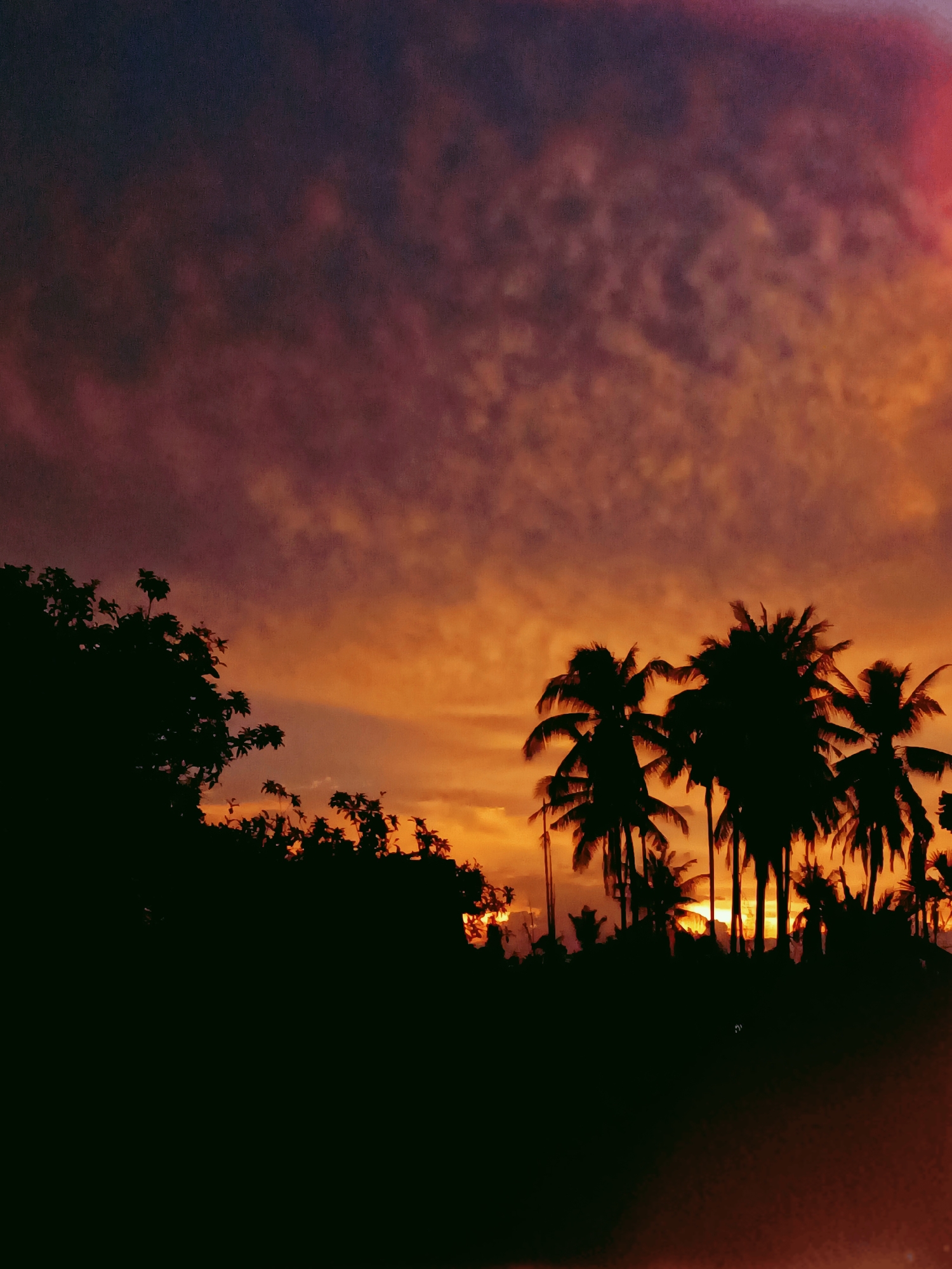 The image depicts a silhouette of palm trees and foliage against a vibrant sunset sky in Blang Cut, Indonesia. The sky displays a gradient of colors, transitioning from deep purple and maroon at the top to bright orange and yellow near the horizon. The clouds are textured, catching the dramatic hues of the setting sun. The foreground is dominated by the dark silhouettes of palm trees, some tall and slender, others with broader crowns, and dense, leafy vegetation. The setting sun is partially visible through the trees, creating a bright focal point on the horizon. The overall impression is one of a tropical twilight scene.