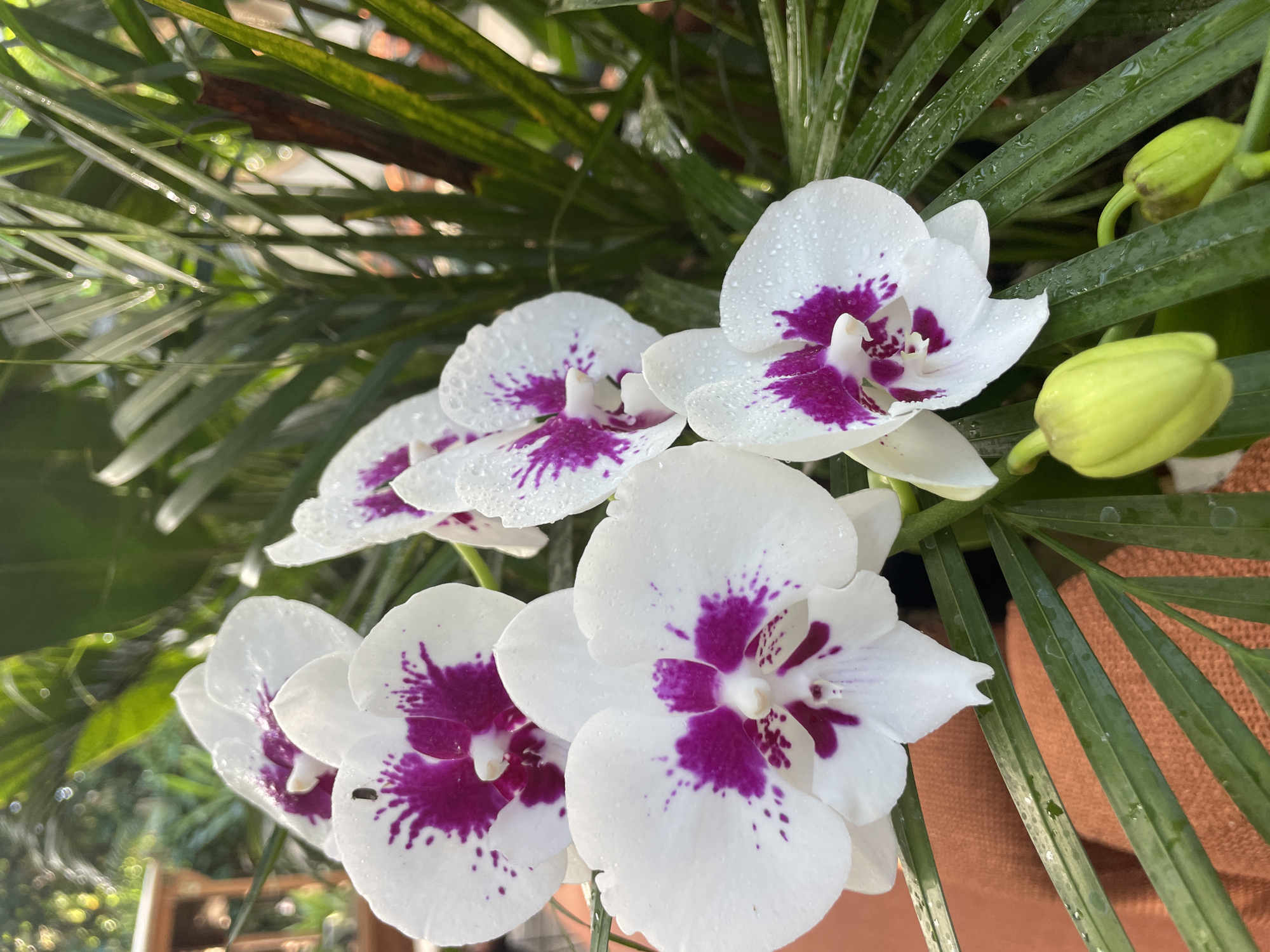 The image depicts a close-up view of several white orchids with purple spots. The flowers are covered in droplets, suggesting they have recently been watered or exposed to rain. Green leaves are visible in the background, adding depth to the image. The orchids are in a pot, which is partially visible on the lower right of the image. The environment appears to be outdoors.