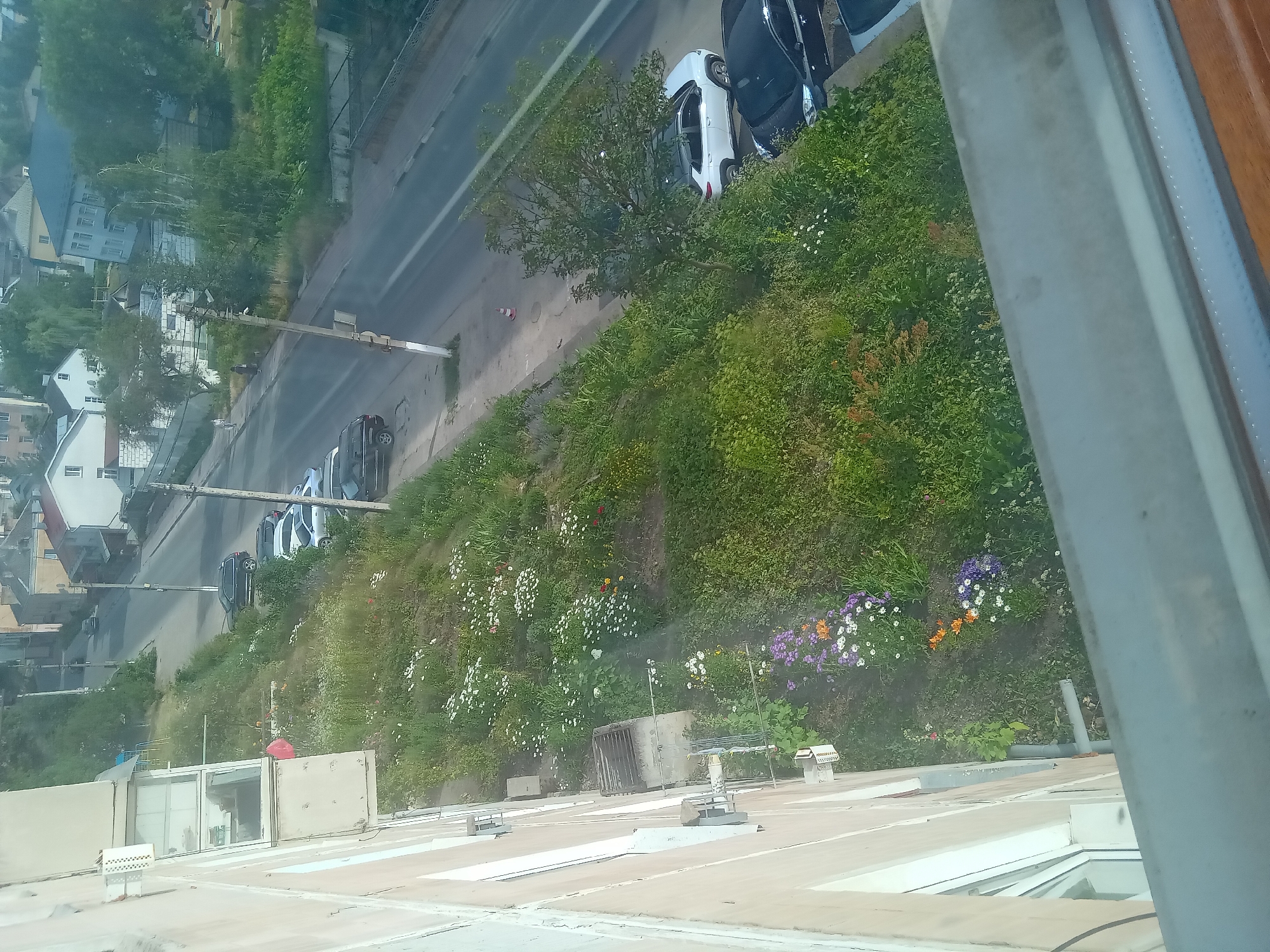 The image shows a residential building with an overgrown embankment and a street in the city of Terebovlia, Ukraine. The building appears to be made of concrete and has several windows and balconies. The embankment is covered in lush green grass and various wildflowers, including white, purple, and orange blooms. Several cars are parked along the street, which runs parallel to the embankment. In the background, there are more residential buildings and trees. The sky is overcast, and the overall impression is one of a slightly neglected but vibrant urban landscape.