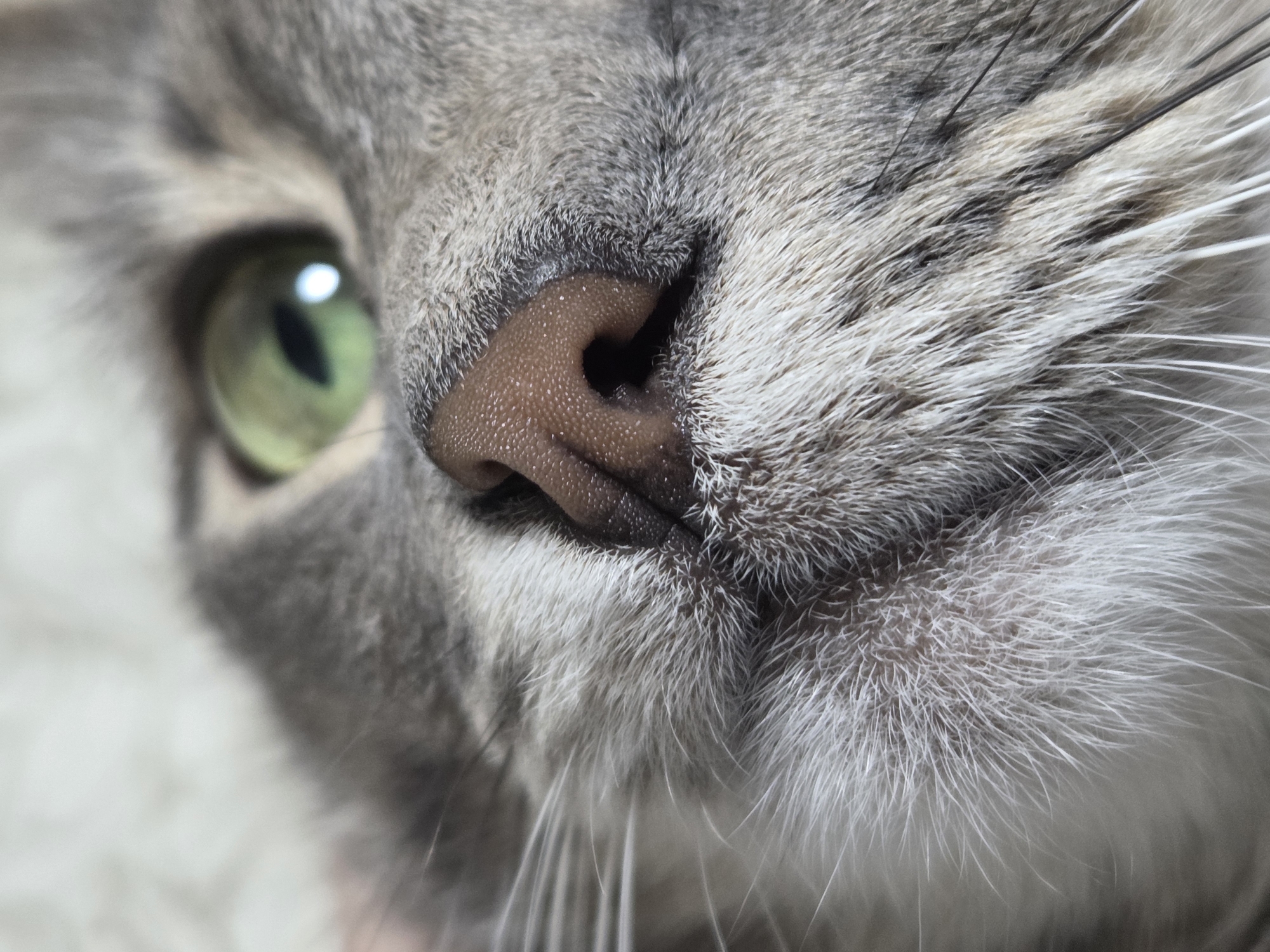 A close-up shot focuses on the face of a grey tabby cat. Its green eye is partially visible on the left side of the frame. The pink nose, with its textured surface, is the central focal point, positioned slightly off-center. Long, white whiskers extend from the cat's muzzle. The surrounding fur is a mix of grey and white. The cat's location is Unknown, Unknown.