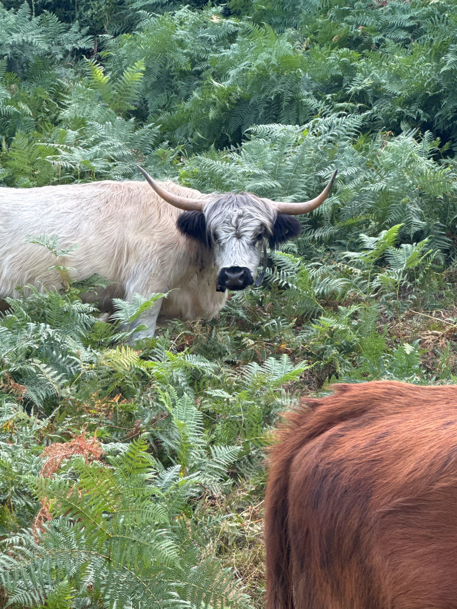 This is a photograph of two Highland cows in a dense, green forest setting, presumably at the edge of a wooded area. The cow in the foreground and center of the image has light-colored fur, appearing white or pale cream, and has distinctive black and white striped hair on its face and head. It has a long, curved pair of horns. The cow is partially obscured by ferns and other greenery. The second cow, visible in the bottom right corner of the image, has reddish-brown fur and its back is prominently displayed. The environment is lush with ferns and other foliage, suggesting a natural, uncultivated area. There are no people or signs of urban development visible in the frame. The image does not contain any information about the city of Bellagio, Italy.