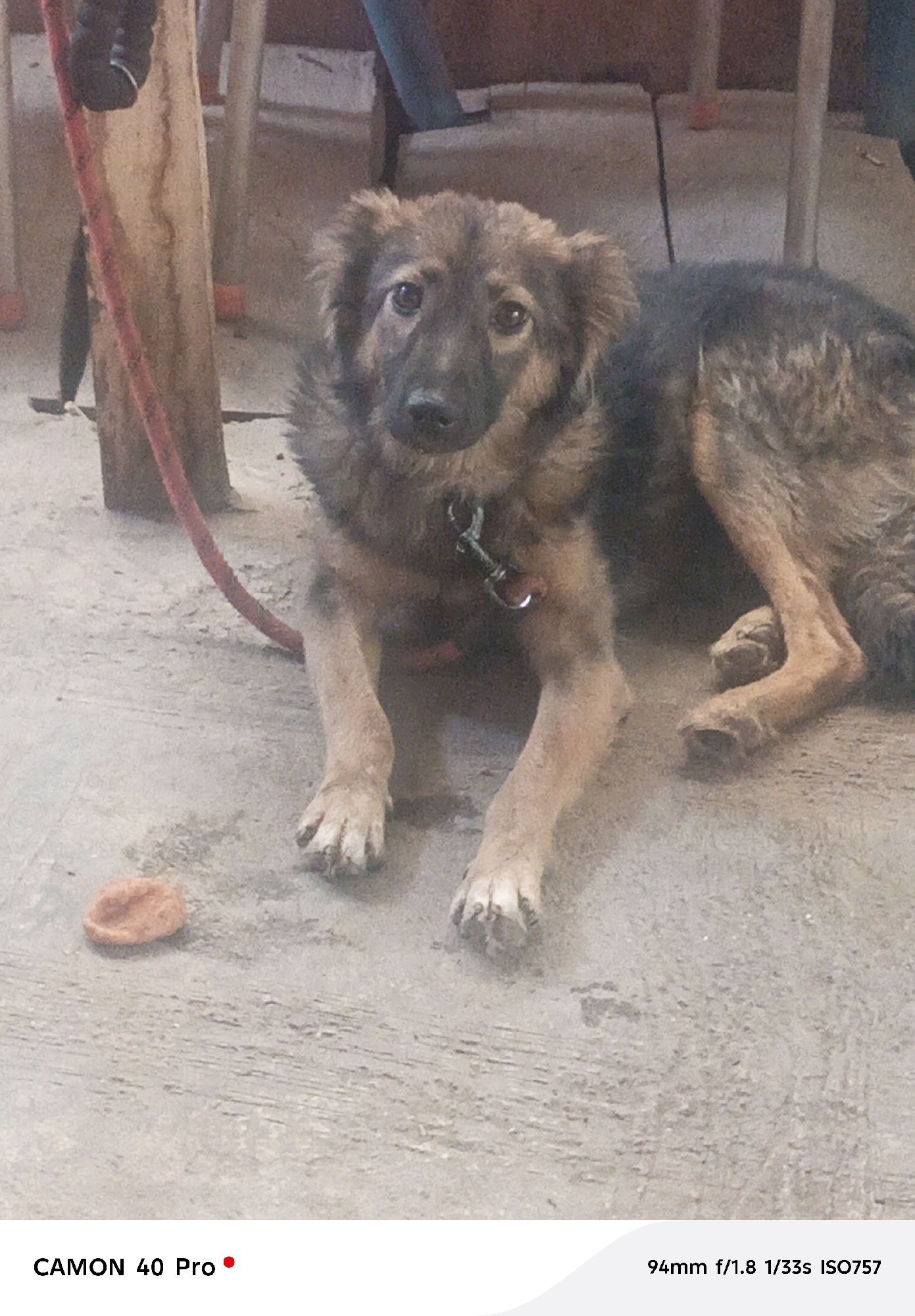 The central subject of the full-shot image is a medium-sized dog, possibly a German Shepherd mix, with shaggy brown and black fur. The dog is lying down on a light-colored concrete surface, facing the camera with an attentive, somewhat wistful expression. It has dark, expressive eyes and a dark muzzle. A metal clip, likely part of its collar, is visible on its neck.
A red leash or rope extends from behind the dog's left side (viewer's right) towards the upper left corner of the frame, passing near a rustic wooden post. On the concrete floor to the left of the dog's front paws, there is a small, round, orange object, resembling a flattened disc or toy.
The background is out of focus, revealing a simple indoor or covered outdoor setting. Elements visible include the wooden post, the legs of what might be furniture or structures, and a generally muted, slightly cluttered environment. The concrete floor beneath the dog appears worn with various marks. The overall lighting is soft and even, suggesting indirect light.
Visible text at the bottom left corner reads "CAMON 40 Pro," indicating the camera model. At the bottom right, the camera's EXIF data is displayed as "94mm f/1.8 1/33s ISO757." The image captures a serene moment with the dog as the clear focal point.