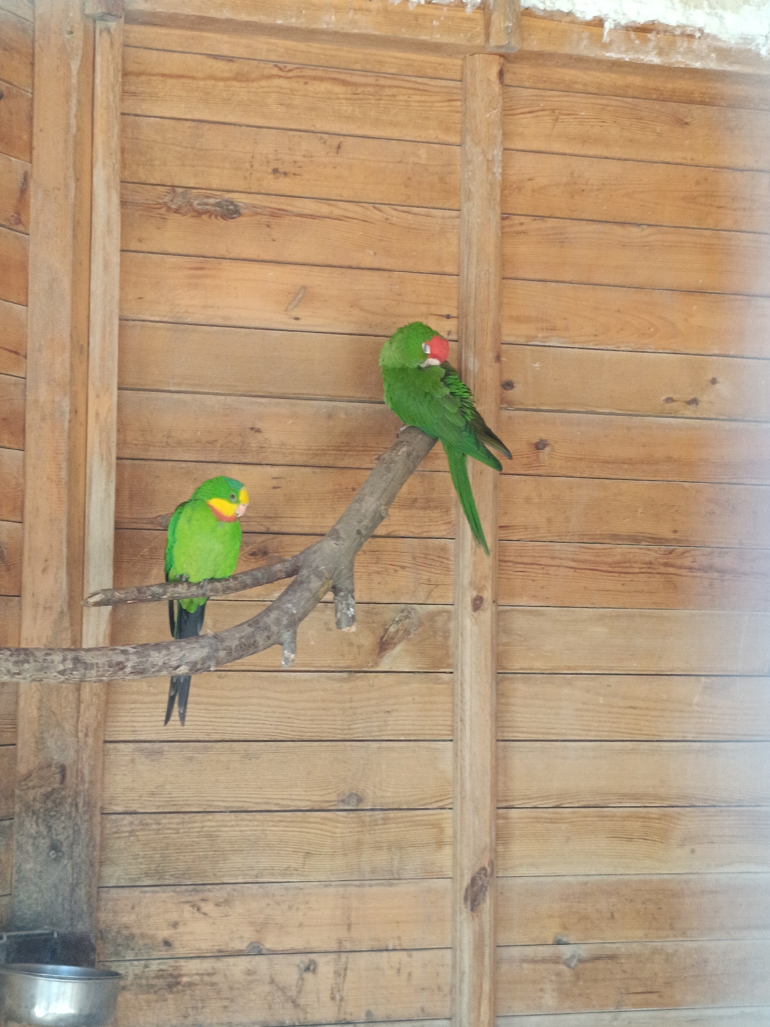 Two green parrots are perched on a branch in an enclosure made of wooden planks. The parrot on the left has yellow on its face and a red marking around its beak, with a black tail. The parrot on the right is mostly green with a bright red beak and a long, green tail. A silver bowl is visible at the bottom left of the frame. The scene is located in Penáguila, Spain.