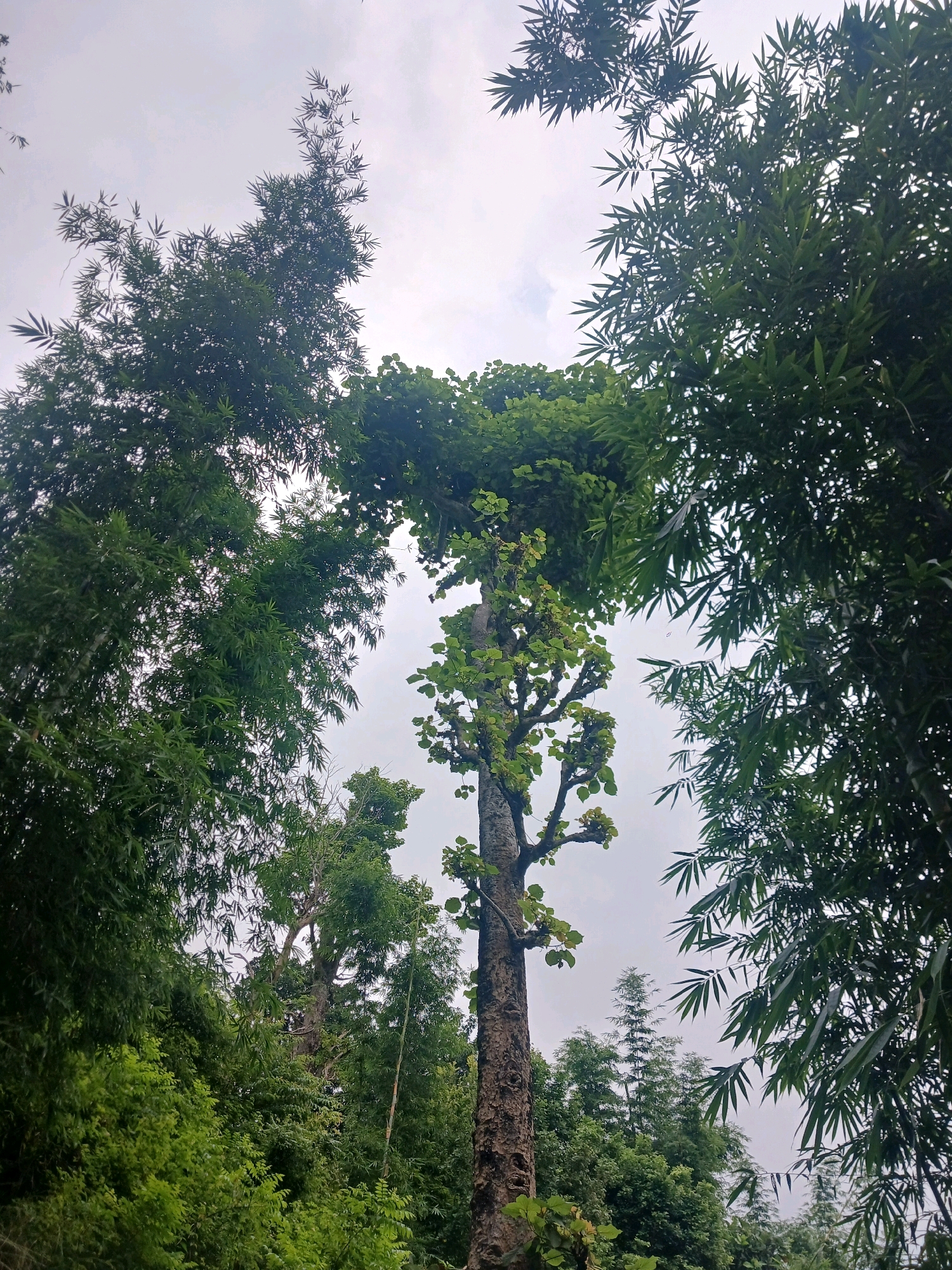 The image captures a low-angle view of lush green trees against an overcast sky, suggesting a natural or park-like environment, possibly within the city of Triyuga, Nepal. In the foreground, a tall, slender tree with a rough bark and sparse branches extends upwards, topped by a dense crown of light green leaves. This central tree is framed by darker, denser foliage on either side, which appears to be bamboo, with its characteristic long, slender leaves. The bamboo branches reach inward from the left and right edges of the frame, creating a natural canopy effect and obscuring parts of the sky. In the background, more trees and foliage can be seen, adding depth to the scene. The overall impression is one of dense vegetation and a slightly muted, natural light due to the cloudy sky. There are no people or specific man-made structures visible in this frame.