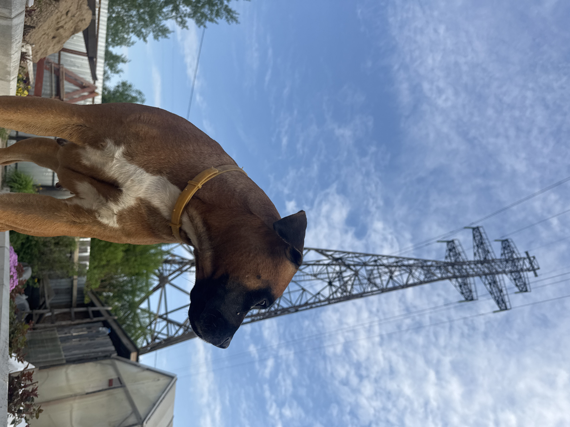 A medium shot captures a brown Boxer dog, facing down towards the left. The dog has a white chest and wears a tan collar. Behind the dog, a large electrical transmission tower stretches upwards against a blue sky with scattered clouds. The dog appears to be on a raised surface with vegetation and architectural elements visible below. The location is in the city of Chaikovsky, Russia.