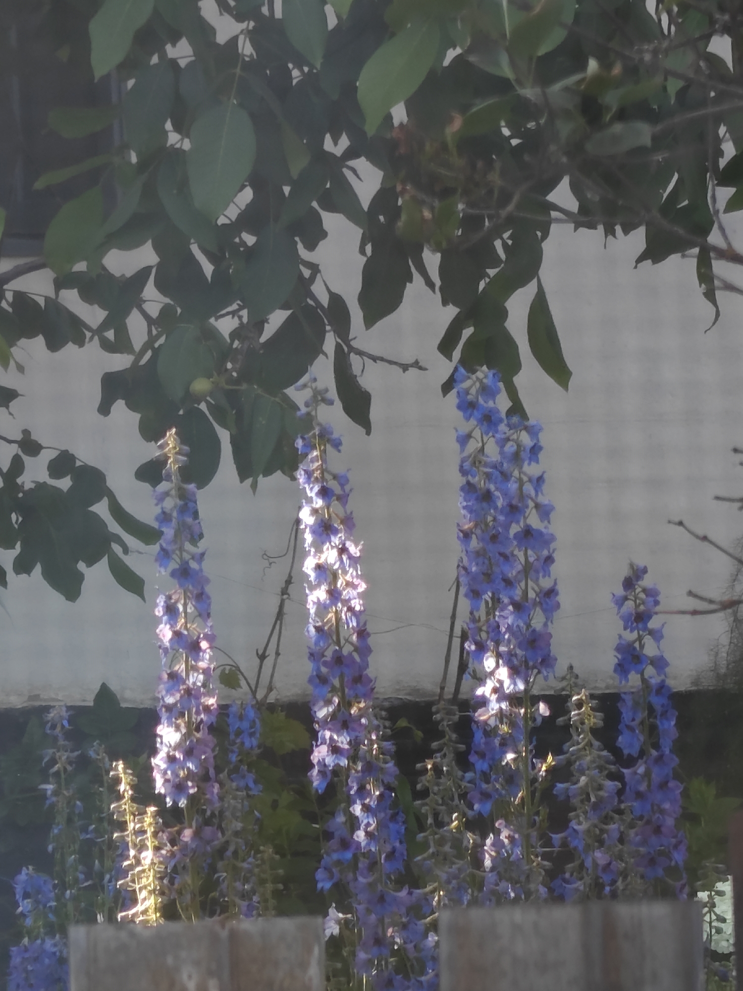 The image depicts a cluster of tall, purple delphinium flowers in full bloom, set against a muted, light-colored background that appears to be a wall or fence. Overhead, lush green foliage from a tree or bush partially obscures the scene, casting shadows and creating a dappled light effect. The lighting suggests it is daytime, with sunlight illuminating the delicate petals of the flowers, highlighting their texture and vibrant color. In the foreground, a weathered wooden surface, possibly a fence or planter box, occupies the bottom portion of the frame. The overall scene evokes a natural, garden-like setting within the city of Kotelva, Ukraine, characterized by its flora and rustic elements. There are no people or animals visible in the image.