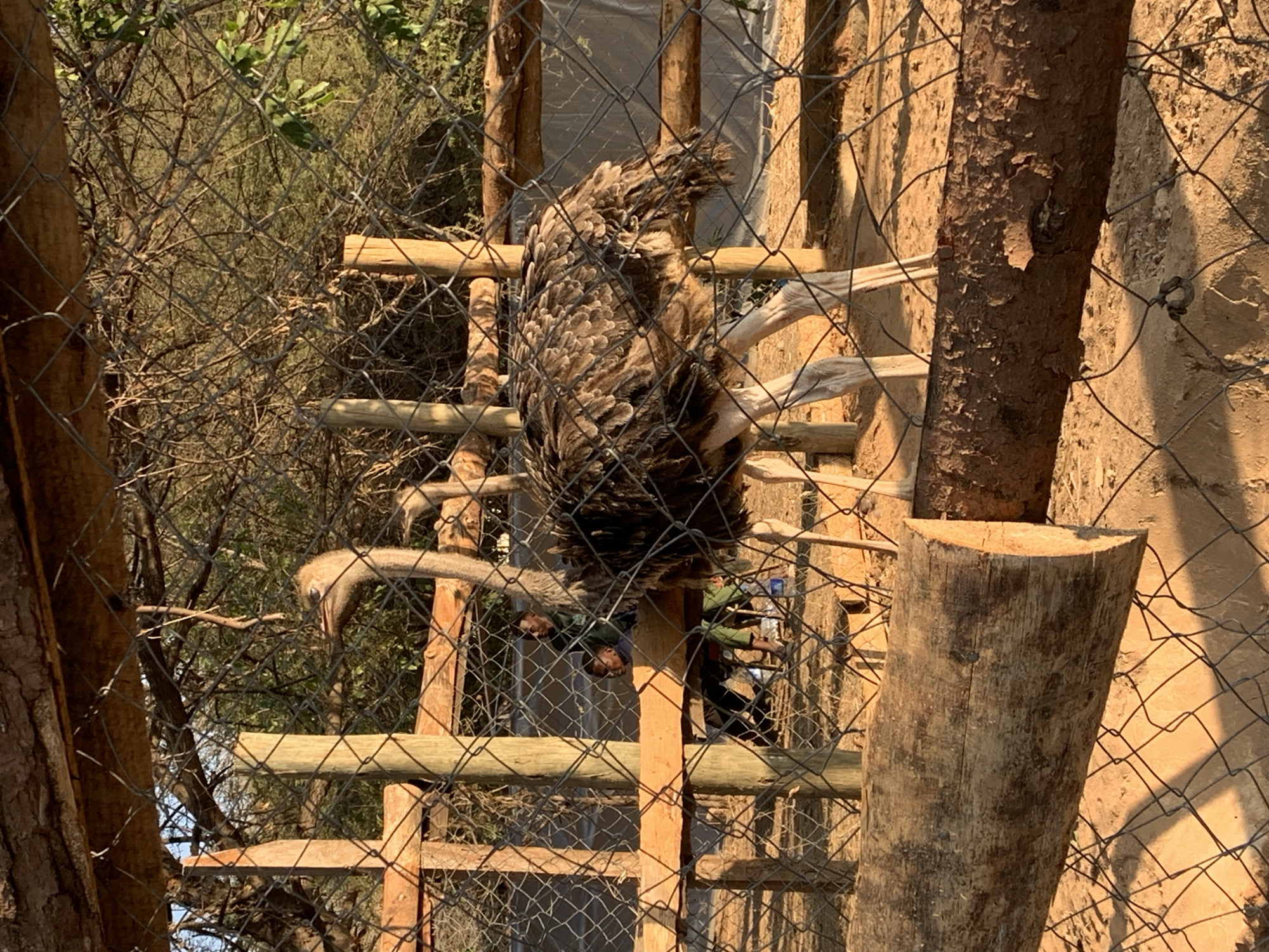 The image depicts an outdoor enclosure, likely a zoo or wildlife sanctuary, in Dodoma, Tanzania. The foreground is dominated by a thick, weathered wooden log placed horizontally across a wire mesh fence. The fence itself is made of diamond-shaped wire mesh supported by wooden posts. Behind the fence, an ostrich is prominently featured, facing to the left of the frame. Its body is covered in brown and grey feathers, and its long, slender legs are visible. In the middle ground, behind the ostrich and through the fence, two individuals, appearing to be young men or boys, are seated. One is wearing a dark green shirt and the other a dark blue shirt. They are seated on what appears to be a low bench or stool. The background consists of dry, scrubby vegetation and trees, suggesting a savanna-like environment. The lighting indicates it is likely late afternoon or early morning, with the sun casting long shadows. The ground within the enclosure is sandy or dirt.