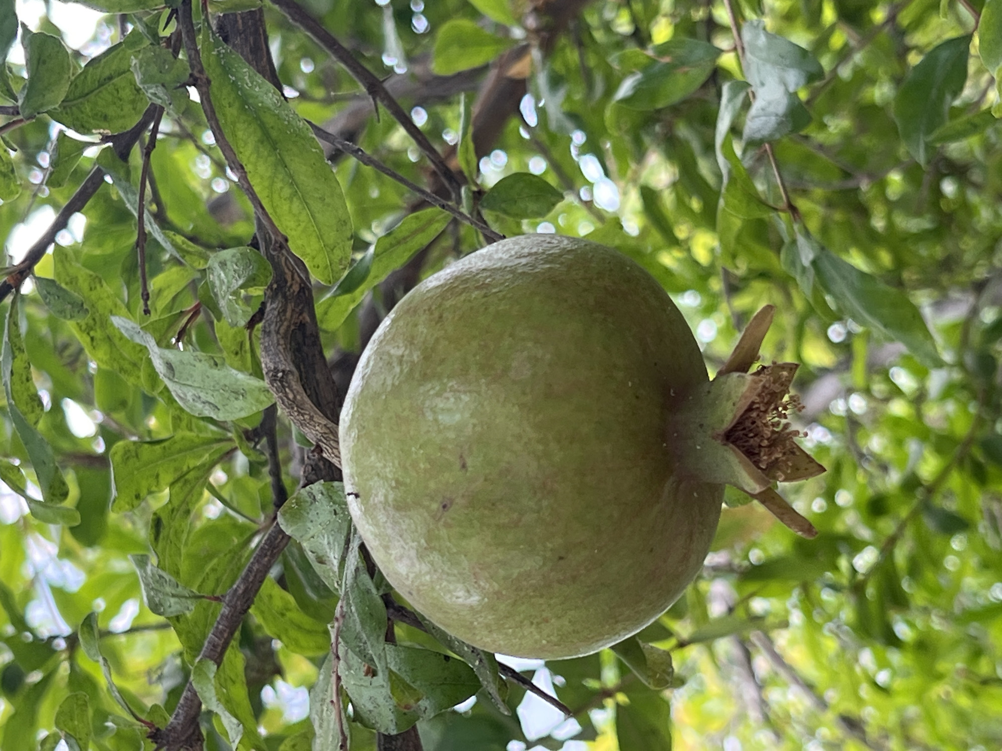 A close-up, vertical shot captures an unripe, pale green pomegranate hanging from a branch amidst lush green foliage. The pomegranate is round and slightly textured, with a star-shaped calyx at its base, revealing dried stamens. The surrounding leaves are a vibrant green, some appearing slightly damp, and are interspersed with branches and dappled sunlight. The background is a blur of green and bright, out-of-focus circles of light, creating a soft, naturalistic effect. The image appears to have been taken outdoors, likely in a garden or natural setting, possibly in Antalya, Turkey, given the mention of the city. No people or distinct actions are depicted.