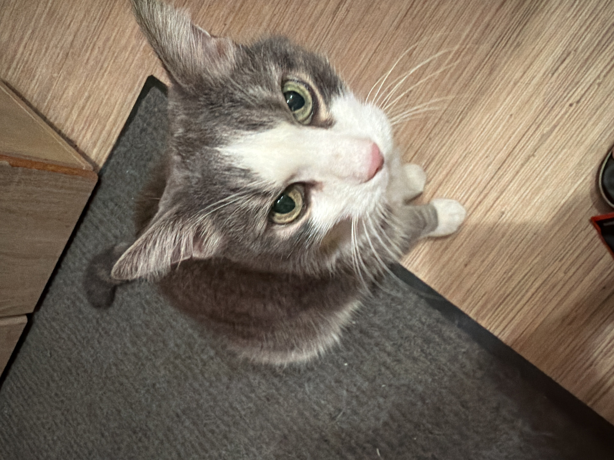 A close-up, eye-level shot shows a gray and white cat with green eyes and a pink nose. The cat is looking directly at the camera. The cat is sitting on a dark gray carpet next to a light brown wooden floor. A wooden cabinet or furniture piece is visible in the background. The scene is indoors, and the lighting appears to be artificial. There is no visible connection to the city of Pavlodar, Kazakhstan.