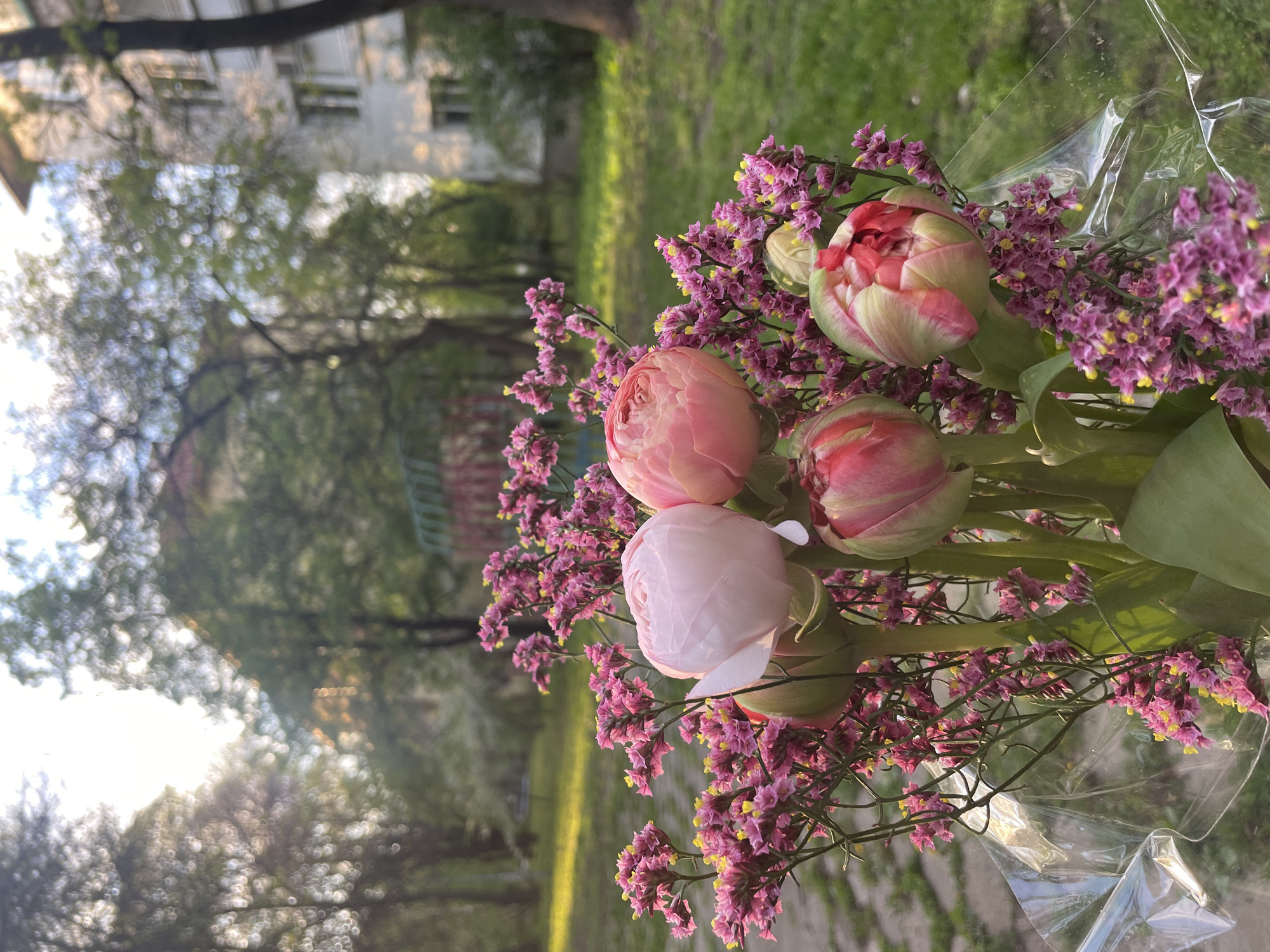 An outdoor photograph, rotated 90 degrees clockwise, captures a vibrant bouquet of flowers in the foreground. The bouquet consists of several large, double-petaled tulips, appearing in shades of pink, cream, and red-pink, some still tightly budded while others are partially open. These are complemented by smaller, delicate clusters of purple and yellow Limonium (Statice) flowers, adding texture and volume. The base of the bouquet is wrapped in crinkled clear plastic.
The background is softly out of focus, depicting a verdant outdoor setting. Green grass and foliage are visible, along with the blurred outlines of trees and a distant light-colored building, likely residential, with visible windows. The warm, soft lighting suggests late afternoon or early evening, possibly during golden hour, with sunlight gently illuminating the scene. No specific activity is depicted, but the bouquet implies a moment of gifting, appreciation, or decoration. There is no visible text. The setting is an urban green space or residential area in Sofia, Bulgaria.