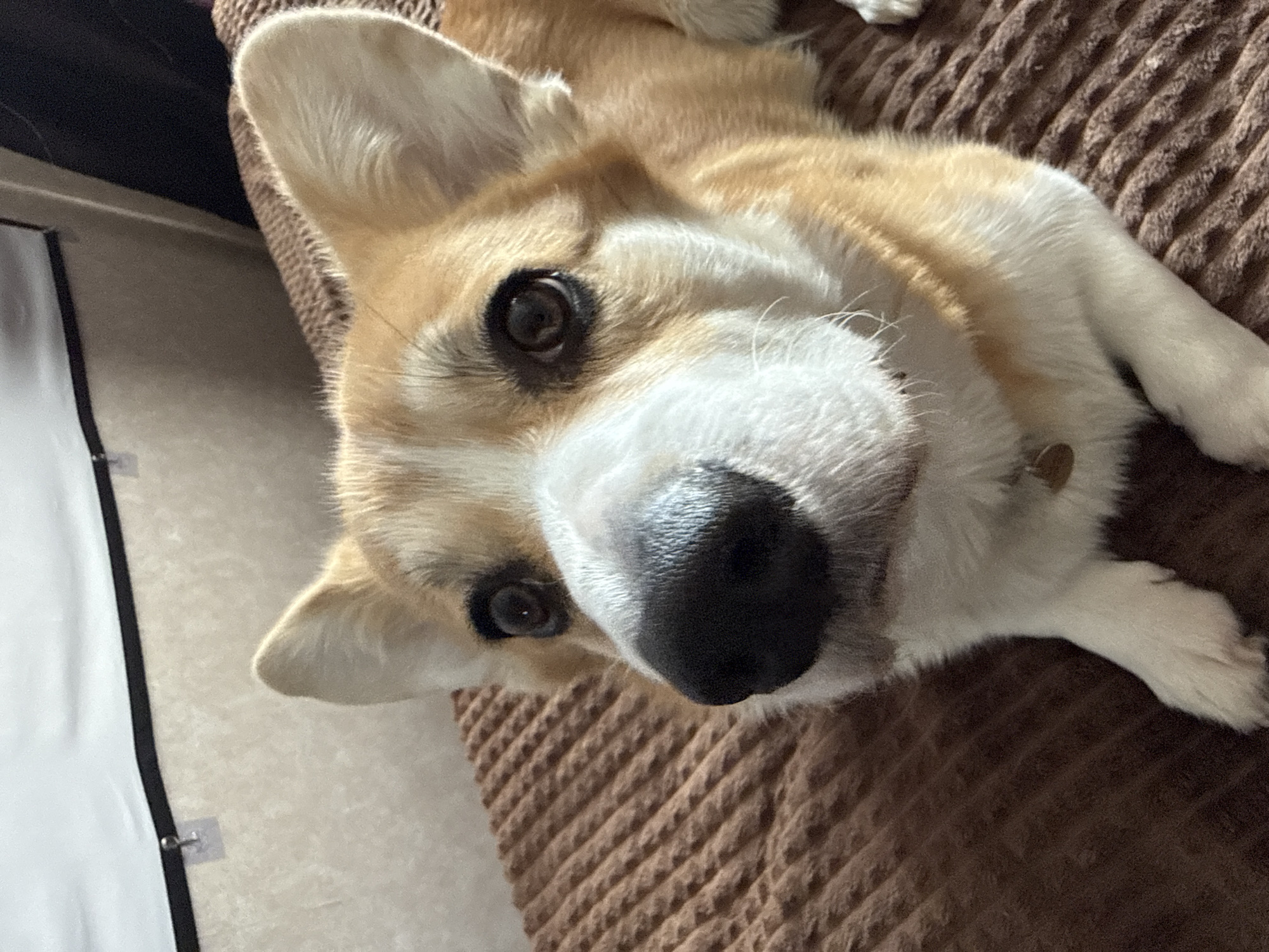 A corgi dog lies on a brown textured surface, possibly a couch or blanket. The dog's head is turned towards the camera, showcasing its white and tan fur, erect ears, and dark eyes. Part of a white object with a black edge, possibly a board or frame, is visible in the background on the left side of the frame. The location in Borzya, Russia, is unknown.