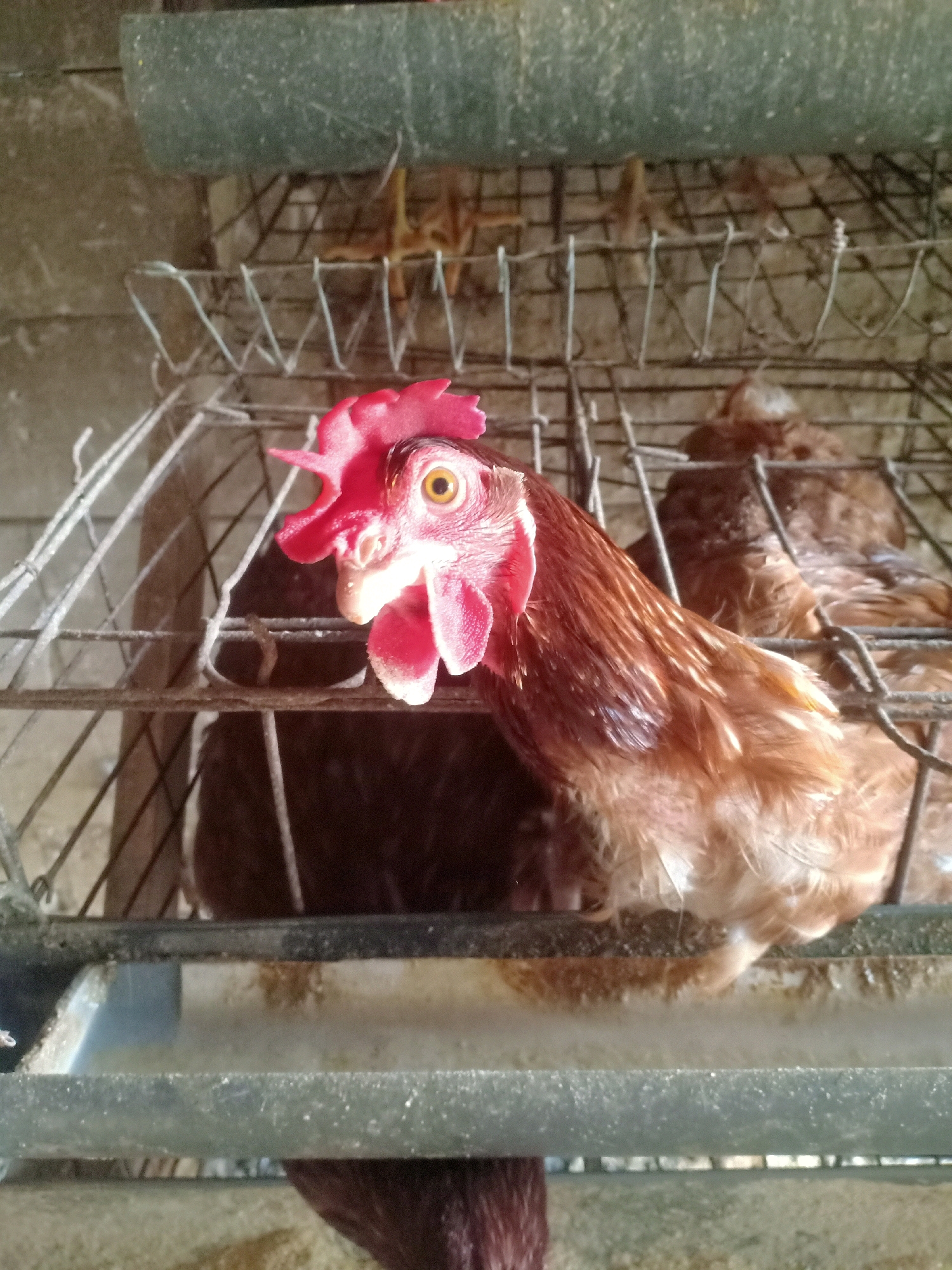 The image depicts a close-up view of a brown hen with a bright red comb and wattle, positioned within a wire cage. The hen's eye is open and yellow, and its beak is light-colored. Behind the main subject, other chickens are visible within similar wire enclosures. The background consists of a concrete wall and further cages, suggesting an environment such as a poultry farm or market. The lighting appears to be artificial, casting shadows within the cages. The scene is likely located within a domestic setting in Tasikhargo, Indonesia, given the context provided.
