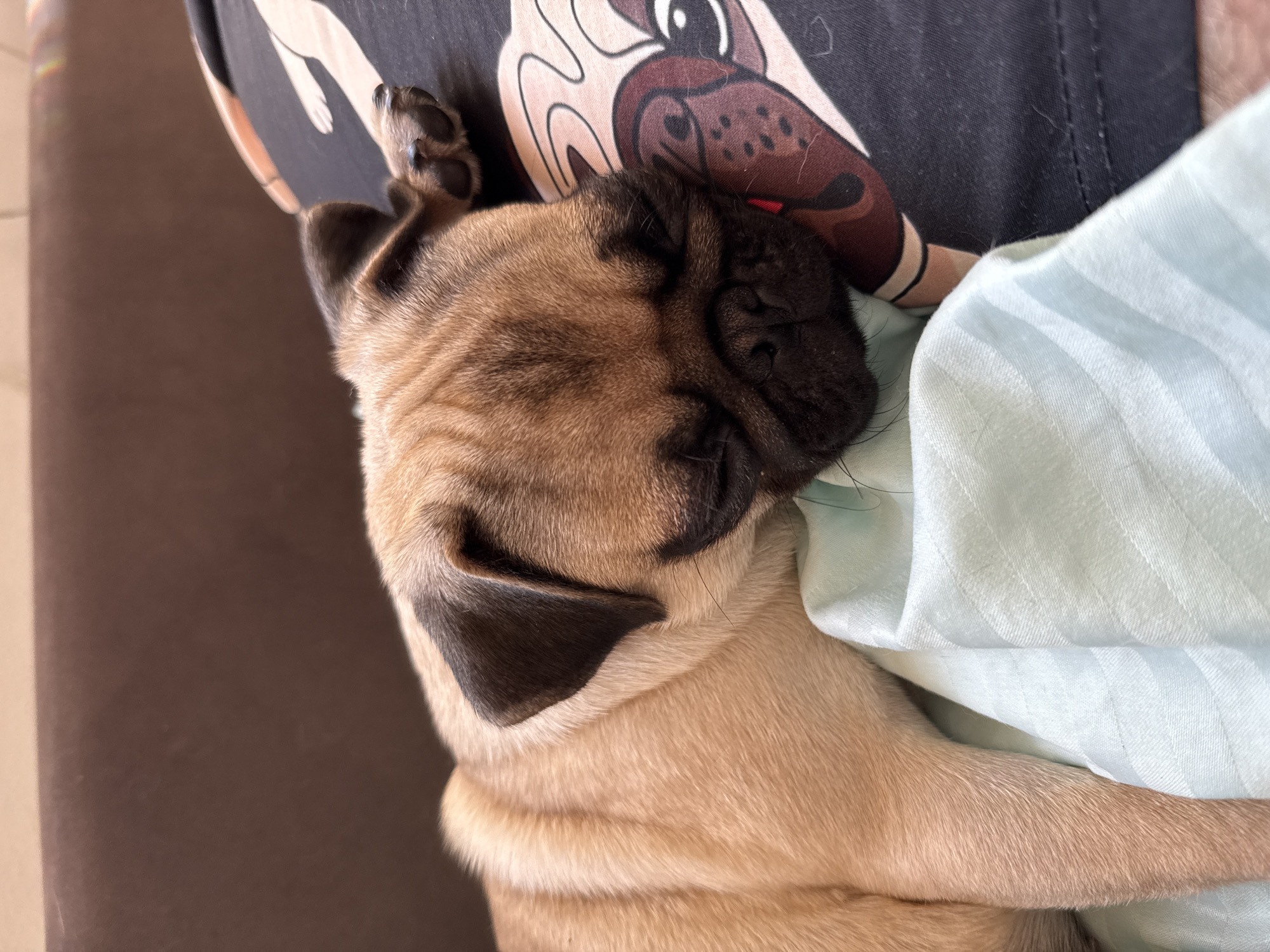 An unknown pug is sleeping on a light blue striped blanket. The pug's face is tan with black markings around its eyes and ears. It has a black nose and its eyes are closed. The pug's body is mostly tan with some darker stripes on its back. The pug is lying on its side, with its head resting on a dark fabric with a pug pattern. The background is a dark brown surface. The image is taken from a close-up perspective.