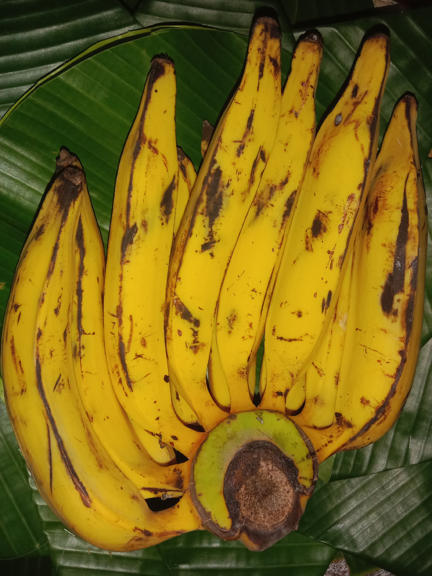 A bunch of ripe yellow bananas with brown spots is presented on a bed of large, green banana leaves. The bananas are arranged in a curved cluster, with the stems facing towards the bottom center of the image. The leaves are textured and ribbed, creating a natural backdrop for the fruit. The scene is likely located in a tropical or sub-tropical environment, common in Indonesia.