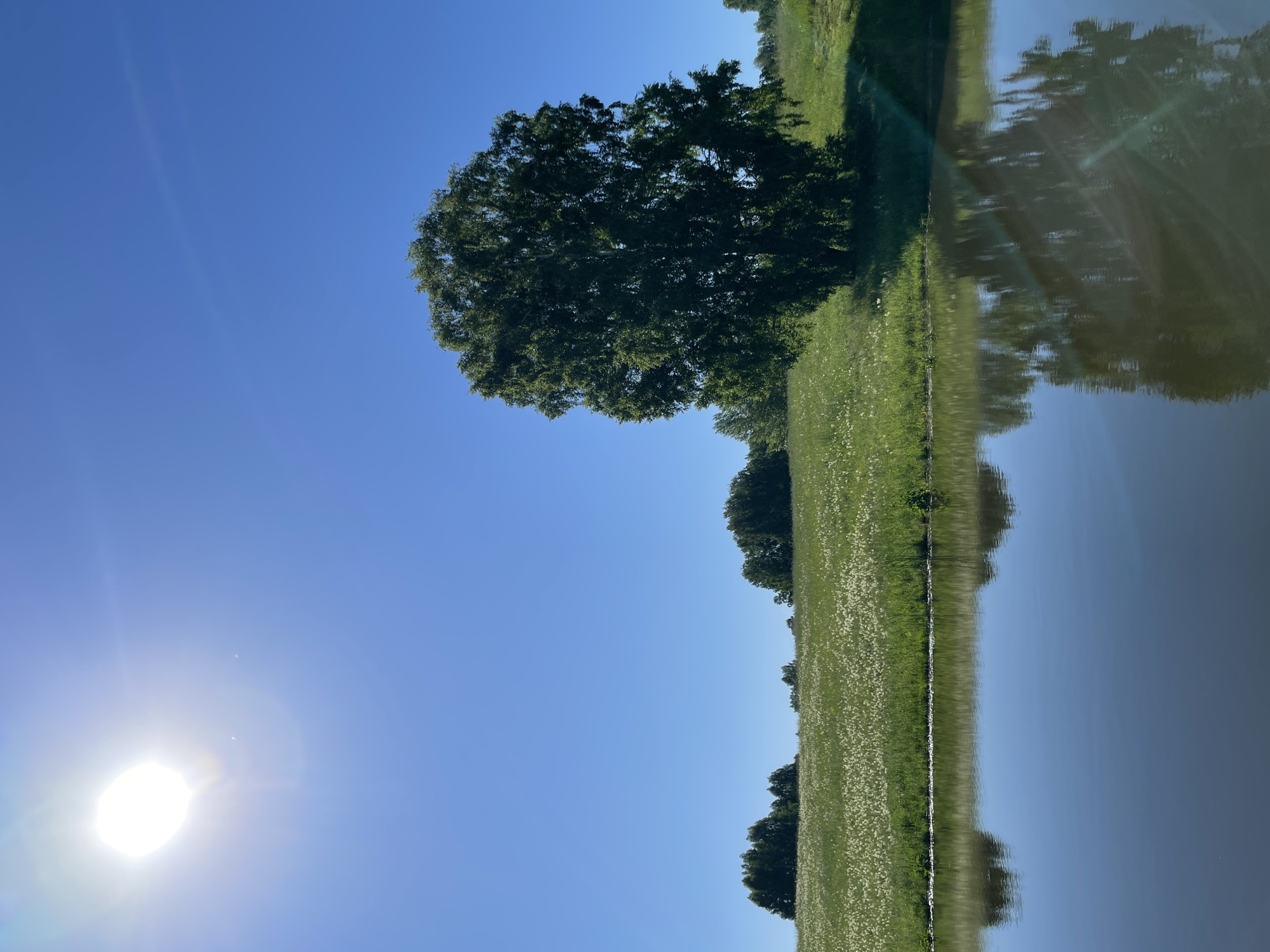 A bright sun shines in the upper left corner of a clear blue sky over a tranquil body of water. The water's surface reflects the sky and the lush green landscape that borders it. In the mid-ground, a large, dense tree stands prominently on the right side of the frame. To the left of the tree, a field is covered in a vast expanse of small white flowers, creating a textured carpet of white against the green grass. Further in the background, a line of dark green trees forms a natural horizon. The scene is peaceful and idyllic, suggesting a warm, sunny day in the countryside.