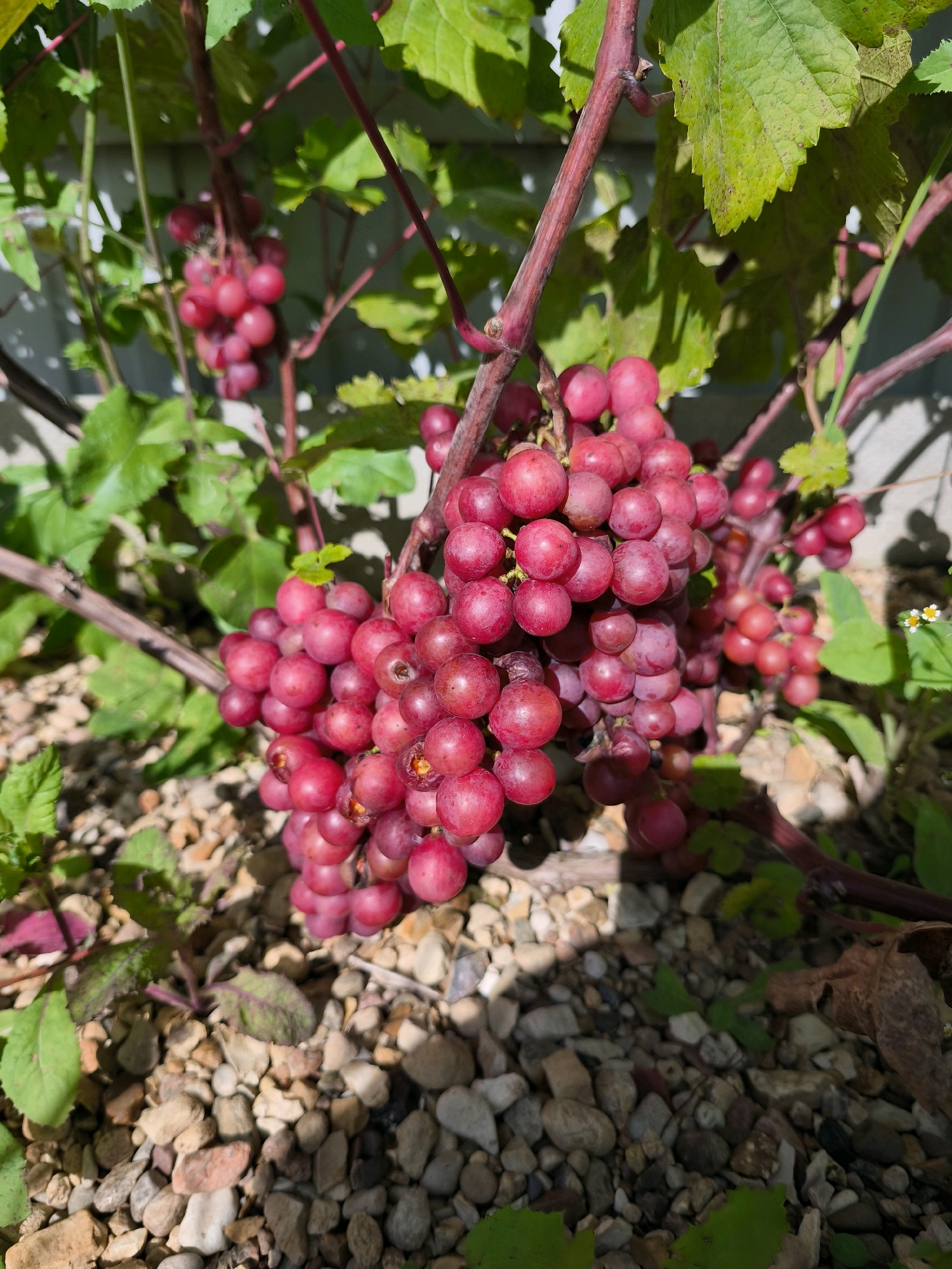 The image depicts a close-up view of a cluster of ripe red grapes hanging from a vine. The grapes are plump and a deep crimson color, with some appearing to have a slight blush. They are densely packed on a stalk, with a few individual grapes detached and scattered. The vine itself has thick, reddish-purple stems and vibrant green leaves, some of which are slightly wilted and tinged with brown. The background is a soft blur of more greenery and a grey, textured surface that appears to be a fence or wall. The ground beneath the vine is covered with small, light-colored gravel and pebbles, interspersed with a few stray green leaves and a dried brown leaf. The lighting suggests an outdoor setting, possibly a sunny day, with shadows cast on the ground and some highlights on the grapes. There are no people or animals visible in the image. The scene appears to be in a garden or vineyard. The location is stated to be Vyshegorod, Russia.
