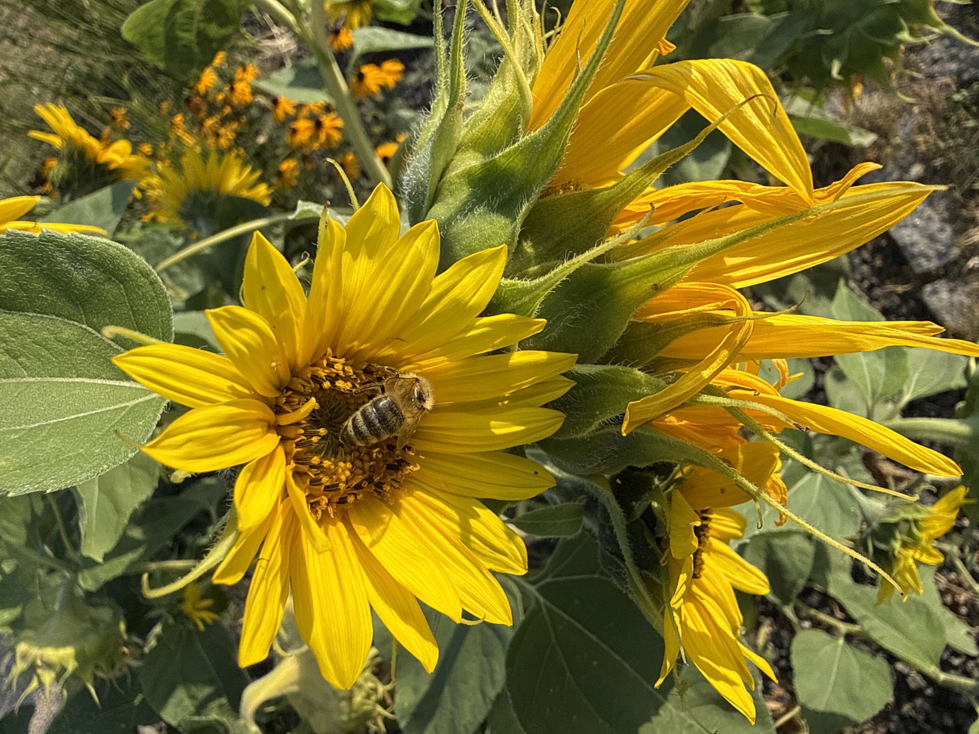A close-up, vertical shot captures a vibrant sunflower with its bright yellow petals in sharp focus. A bee, with its characteristic stripes, is perched on the sunflower's center, seemingly collecting pollen. The sunflower's large green leaves provide a lush backdrop, and further back, a cluster of smaller, orange flowers adds a pop of contrasting color to the scene. The lighting suggests it's daytime, with sunlight illuminating the flowers and casting shadows. The image appears to be taken in an outdoor setting, possibly a garden or a field. There are no people or buildings visible. The context of Prague, Czechia, is not evident from the visual information alone.