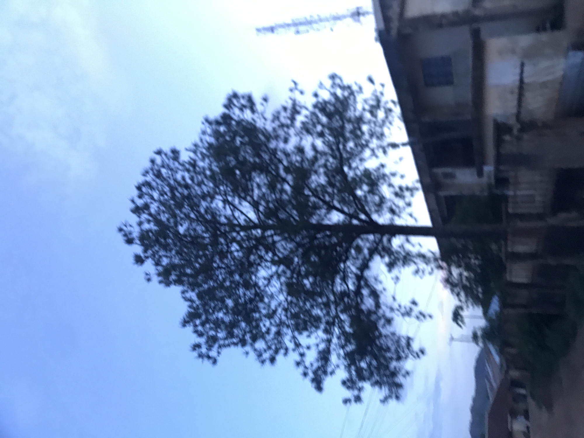 The image captures an outdoor scene in the city of Rafin Par, Nigeria, observed during a twilight period, either dawn or dusk, evidenced by the soft, ambient illumination and the gradient blue sky. A large, dark-foliaged tree stands centrally, its silhouette pronounced against the lighter sky. The sky transitions from a deeper blue in the upper left to a lighter, paler blue with faint, wispy cloud formations towards the upper right. To the right of the tree, a multi-story building with a dark, sloped roof and several rectangular windows is visible, exhibiting an aged or weathered exterior. A tall, lattice-structured communication tower is partially visible against the bright sky in the upper right quadrant, situated behind the building. In the distant left, several low-rise structures with reddish-brown roofs are discernible, with a subtle outline of hills or elevated terrain beyond them. A low, dark-colored wall or fence extends horizontally across the midground, partially obscuring the base of the building and some sparse ground vegetation. Overhead power lines are faintly visible crossing the upper left portion of the frame. The ground in the immediate foreground appears unpaved. There are no individuals or active subjects present in the scene.