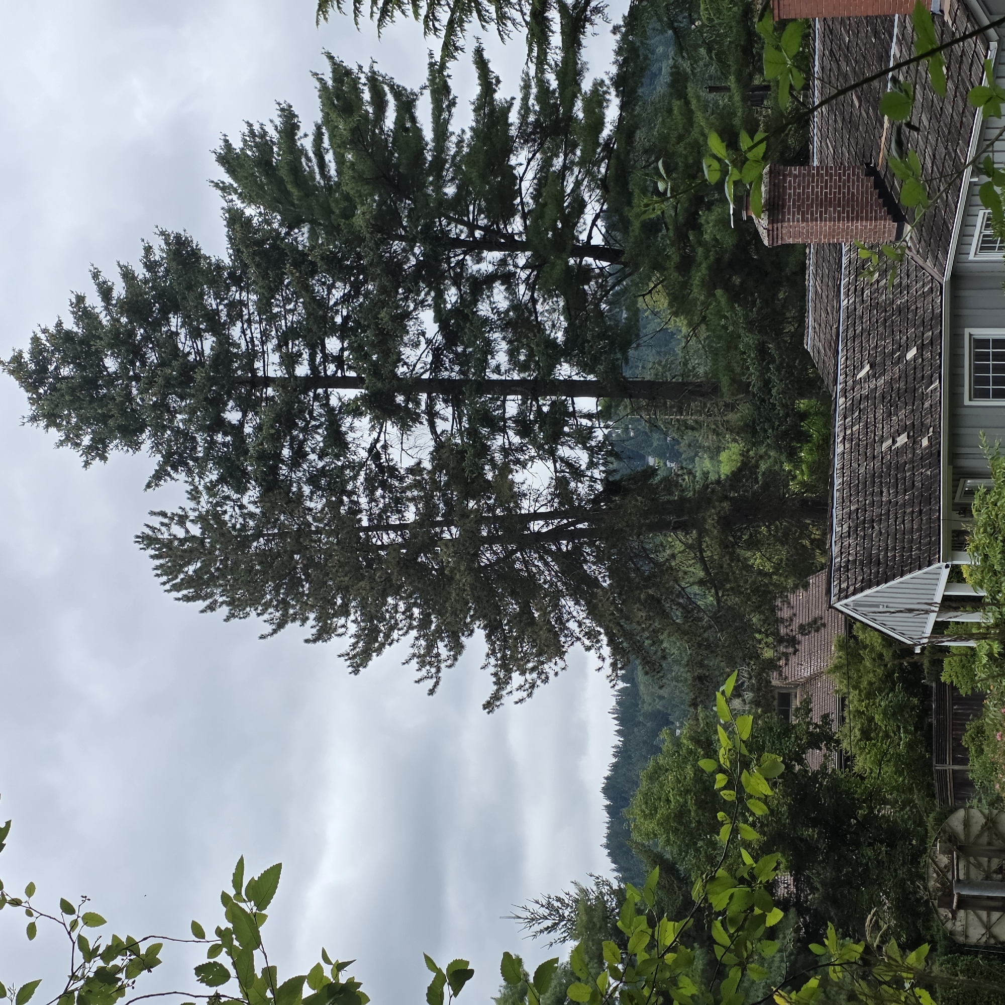 This image depicts a residential area nestled amidst dense greenery, with tall coniferous trees dominating the background and foreground. The overcast sky suggests a cool or rainy day. In the mid-ground, portions of several houses are visible, characterized by brown tiled roofs and light-colored siding. One house features a prominent brick chimney. The foreground is framed by lush green foliage and branches, with a glimpse of a fence and an outdoor object, possibly part of a discarded basketball hoop. The scene appears to be located in Portland, Oregon, USA, given the vegetation and architectural style often found in the region. There are no people or animals visible in the image, and no activities are taking place. The environment is natural and residential, with a focus on the interplay between man-made structures and the surrounding forest.