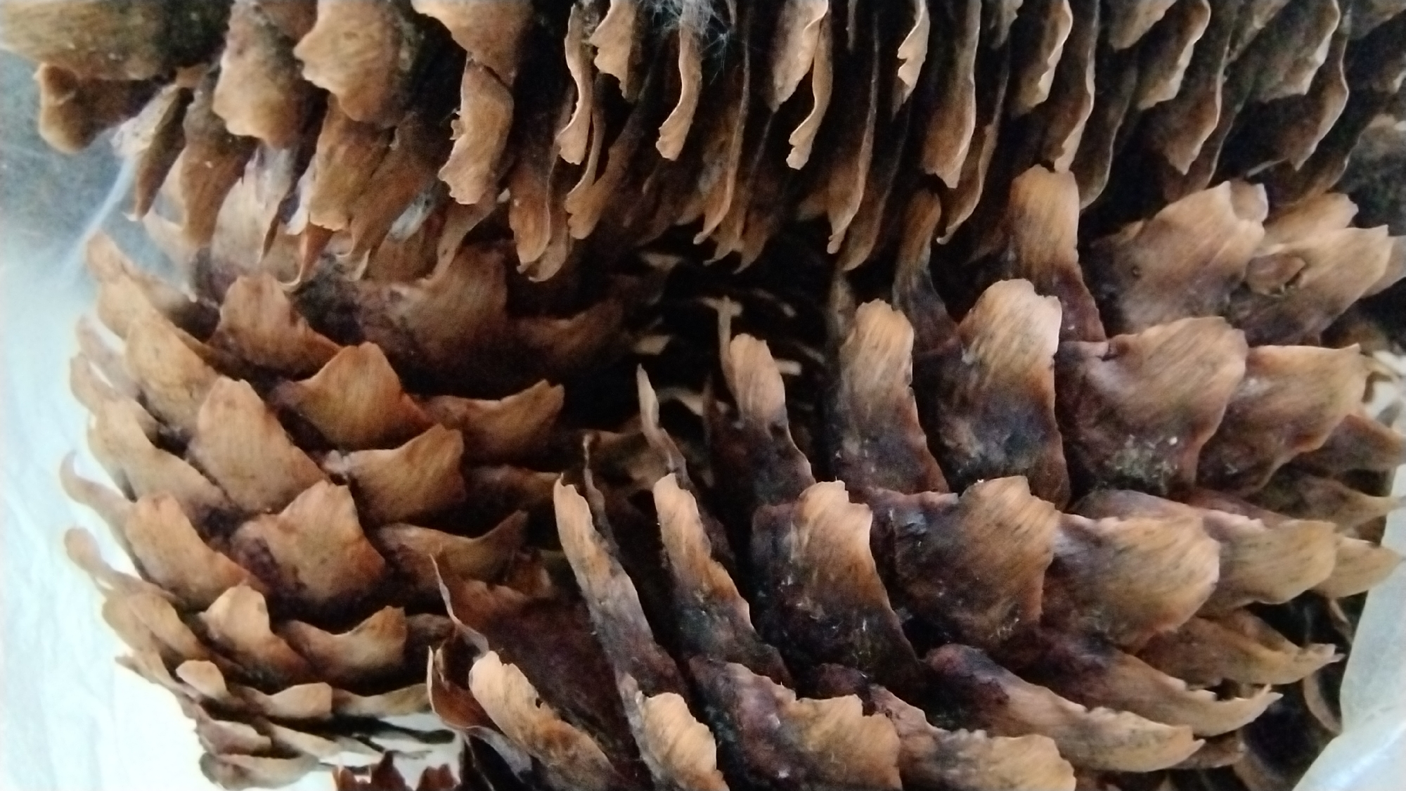 The image displays a close-up, detailed view of a dried pinecone. The texture of the pinecone's scales is prominent, showcasing a pattern of overlapping, woody structures. The colors range from light tan to dark brown, with some areas appearing almost black, suggesting age or exposure. There is a slight sheen on some of the scales, possibly due to moisture or the way light is reflecting.
The pinecone appears to be either partially open or in a state of decay, as some of the scales are curled and separated, revealing a darker interior. In the upper left corner of the image, some wispy white material, possibly cobwebs or dried plant fibers, is visible. The background is out of focus and appears to be a light, possibly white or translucent material, suggesting the pinecone might be resting on a surface or wrapped in something.
The lighting is somewhat diffused, highlighting the textures and details of the pinecone without harsh shadows. There are no people or animals visible in the image. The focus is entirely on the natural object, emphasizing its intricate structure and weathered appearance. The image seems to be taken indoors, given the lack of natural elements like sky or foliage, and the controlled lighting. No text is visible in the image.