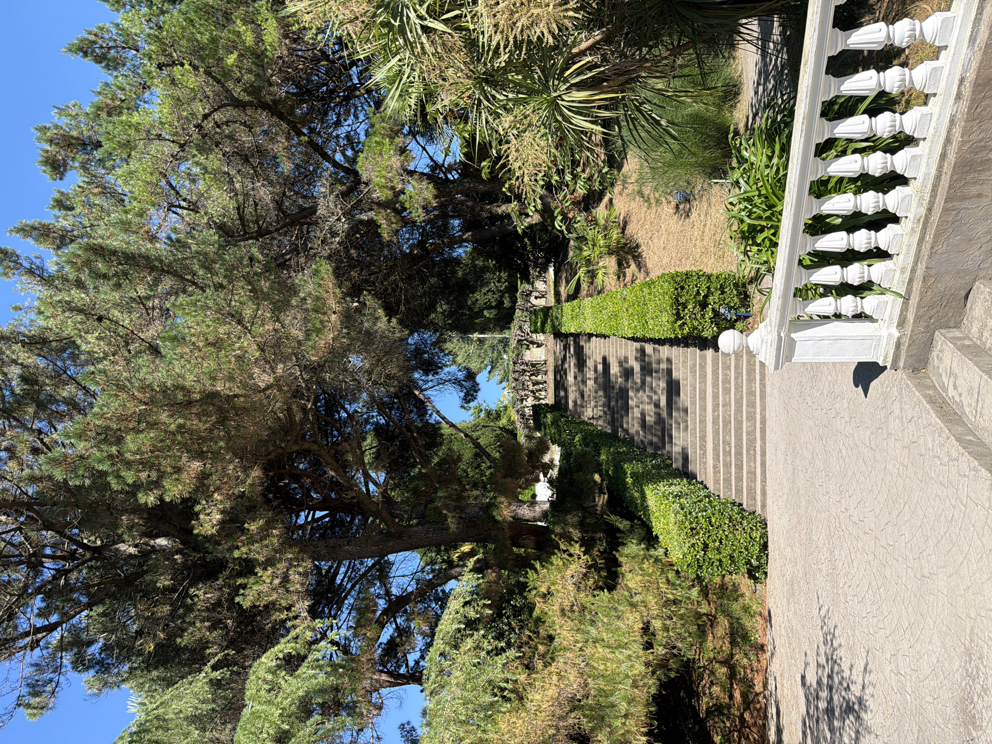 The image shows an outdoor stone staircase leading upwards through a lush park. The staircase is flanked by neatly trimmed green hedges. Large evergreen trees, some with visible pinecones, create a canopy over the scene, with their branches extending into a clear blue sky. In the foreground, a white balustrade with decorative posts lines the edge of a paved walkway. The ground is covered with a pattern of light-colored pavers. The overall impression is of a well-maintained garden or park area. The location is identified as being in the city of Sirius, Russia.