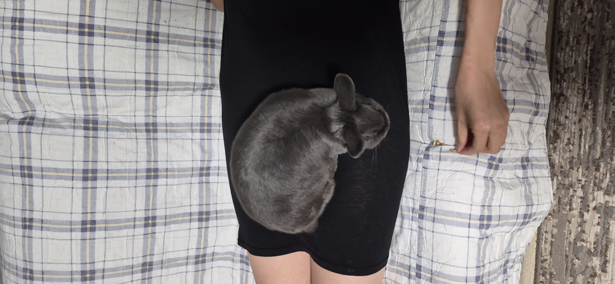 A grey rabbit is resting on a person's lap, which is covered by black clothing. The person is lying on a bed with a plaid blanket. A hand is visible in the lower right corner of the image, reaching towards the blanket. The environment is indoors. The image does not contain any information about the city of Ussurijsk, Russia.