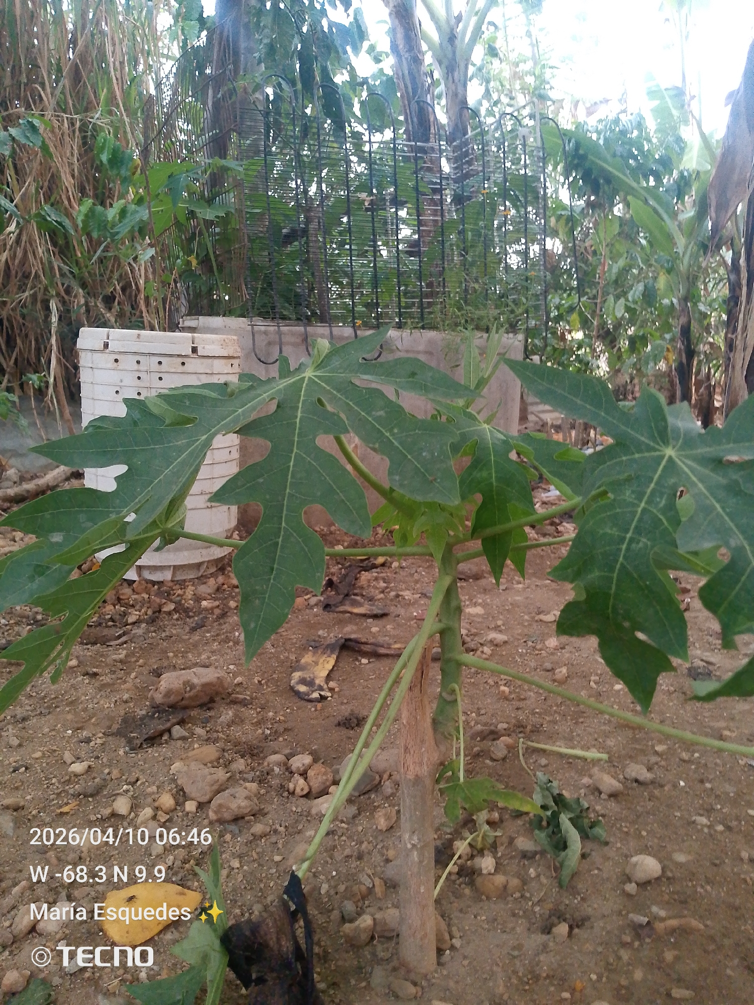 The image, taken on April 10, 2026, at 06:46 at coordinates W -68.3 N 9.9 (presumably in Tinaquillo, Venezuela), depicts a young papaya tree in a dirt yard. The tree has several large, green leaves with distinctive palmate shapes. The ground around the tree is covered in small rocks and pebbles. In the background, there's a stack of white, perforated containers next to a dark metal trellis or cage. Various types of foliage, including tall grasses and trees, are visible in the background.
